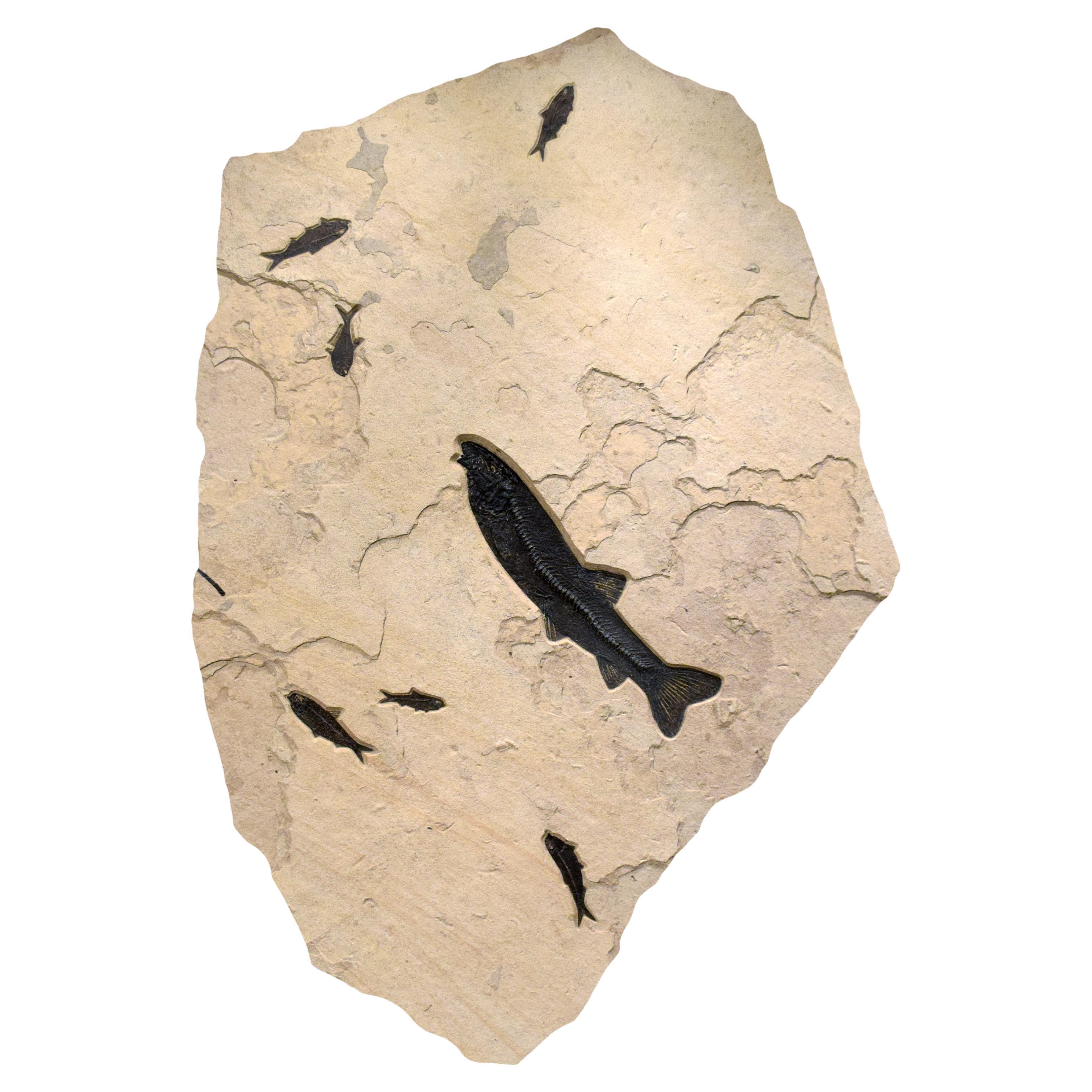 Murale di pesce fossile di 50 milioni di anni fa dalla Formazione del Green River, Wyoming