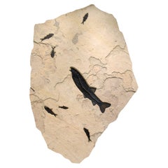 50 Million Year Old Fossil Fish Mural from the Green River Formation, Wyoming