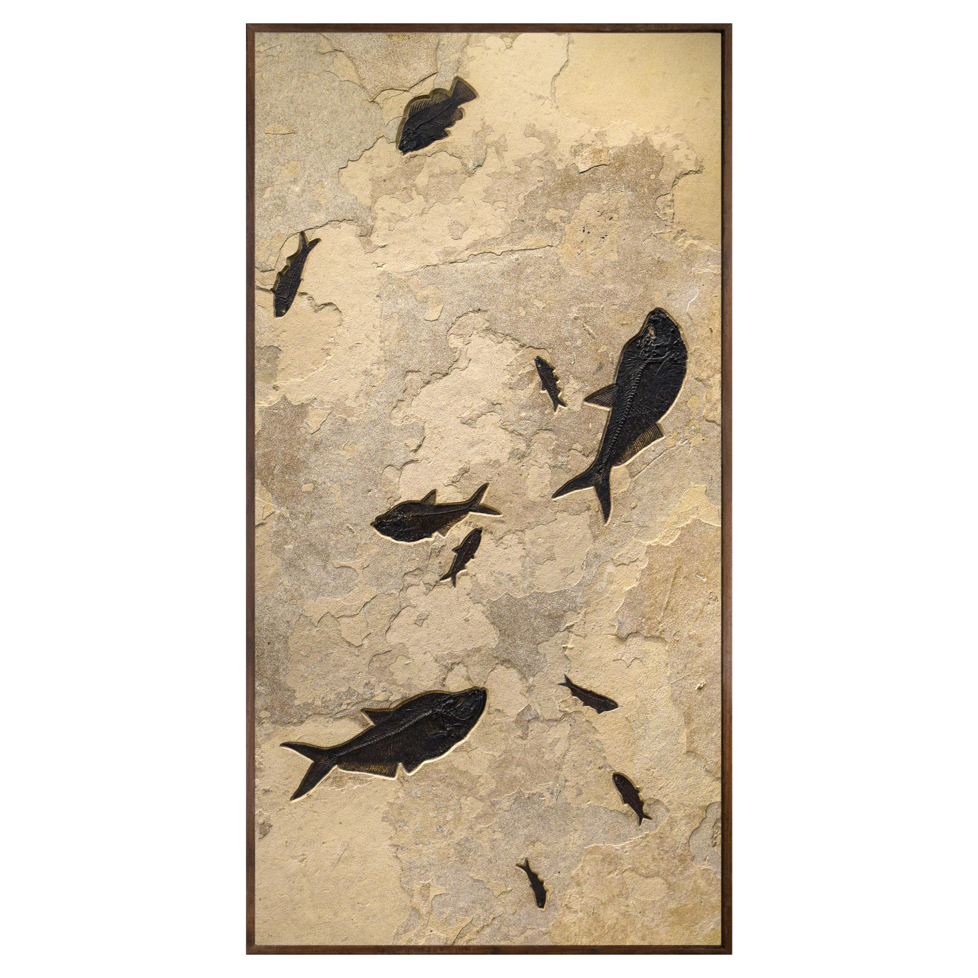 50 Millionen Jahre alte Fossil-Fisch-Wandmalerei aus der Formation des grünen Flusses, Wyoming im Angebot