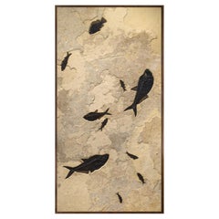 50 Million Year Old Fossil Fish Mural from the Green River Formation, Wyoming