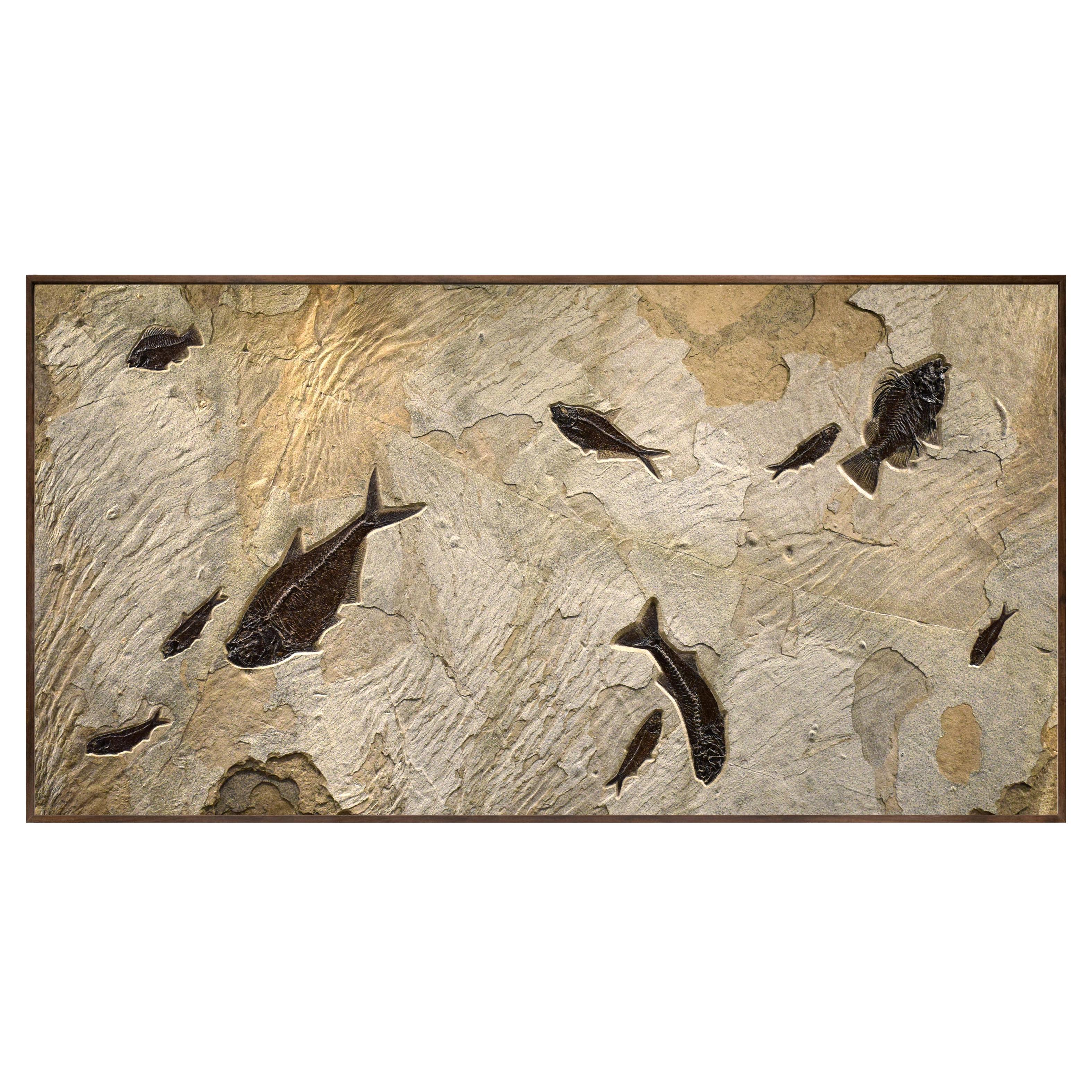 50 Million Year Old Fossil Fish Mural from the Green River Formation, Wyoming For Sale