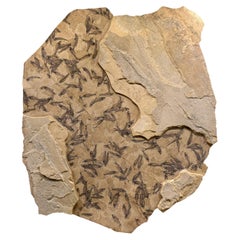 50 Millionen Jahre alte Fossil-Fisch-Wandmalerei aus der Formation des grünen Flusses, Wyoming