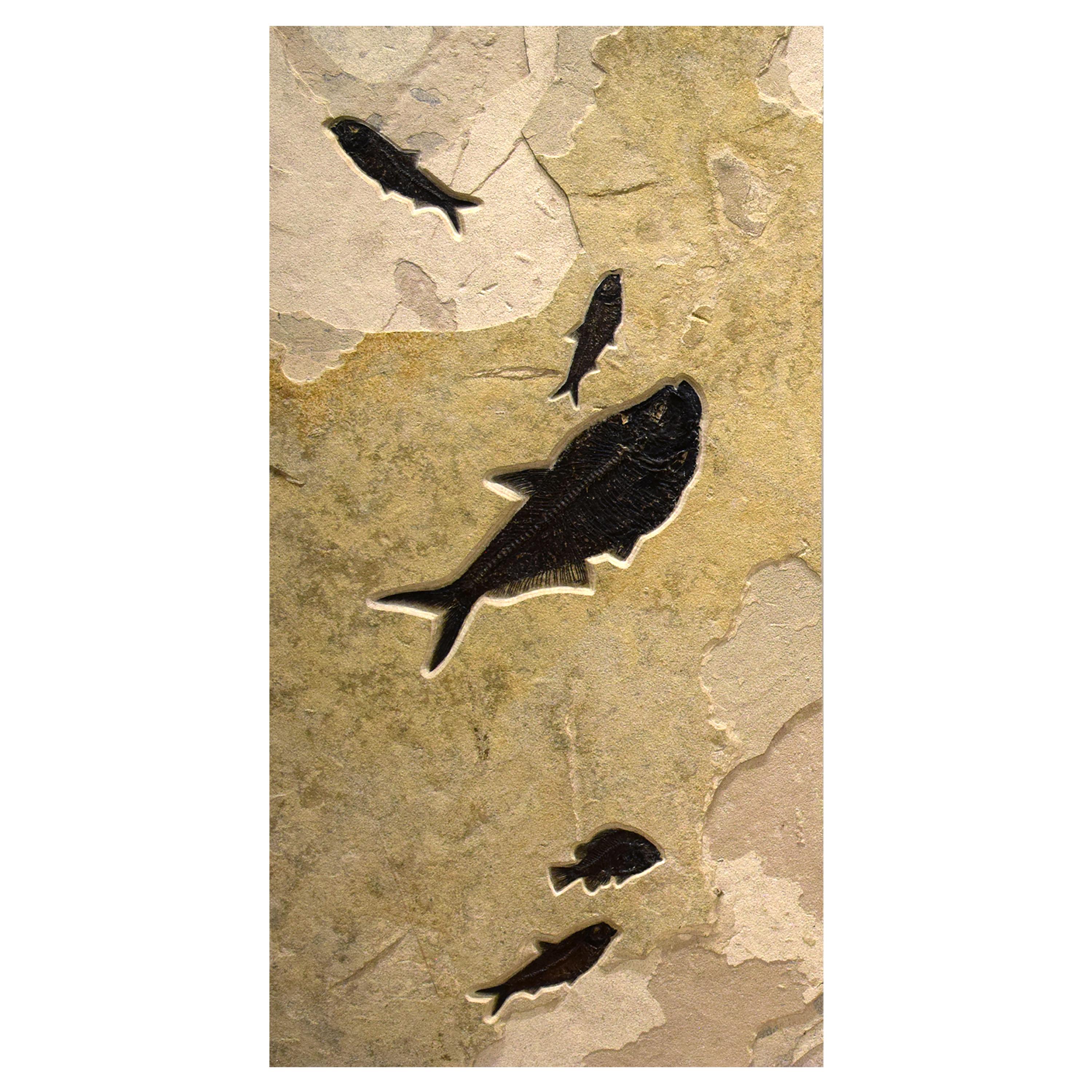 American 50 Million Year Old Fossil Fish Triptych from the Green River Formation, Wyoming