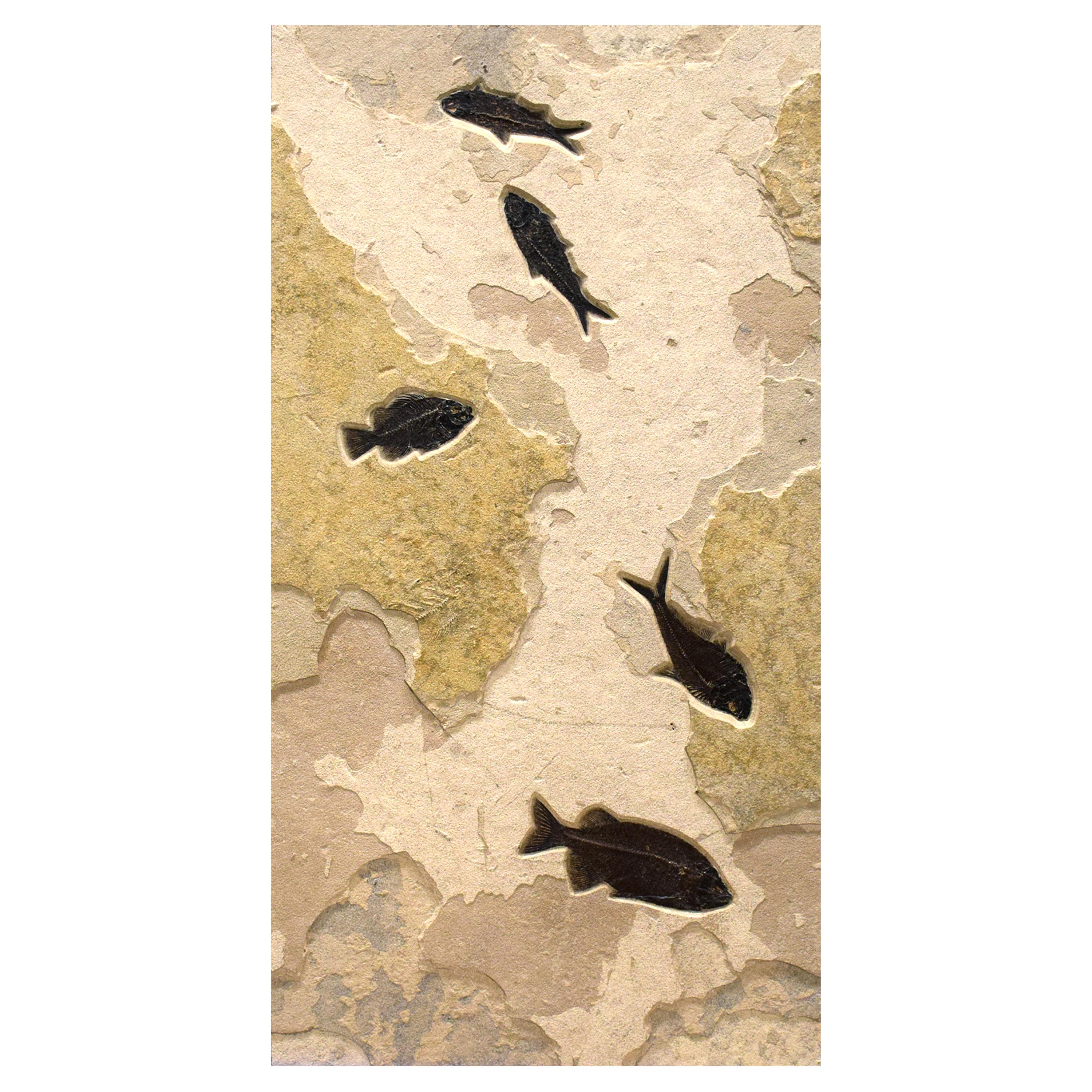 50 Million Year Old Fossil Fish Triptych from the Green River Formation, Wyoming In New Condition In Logan, UT