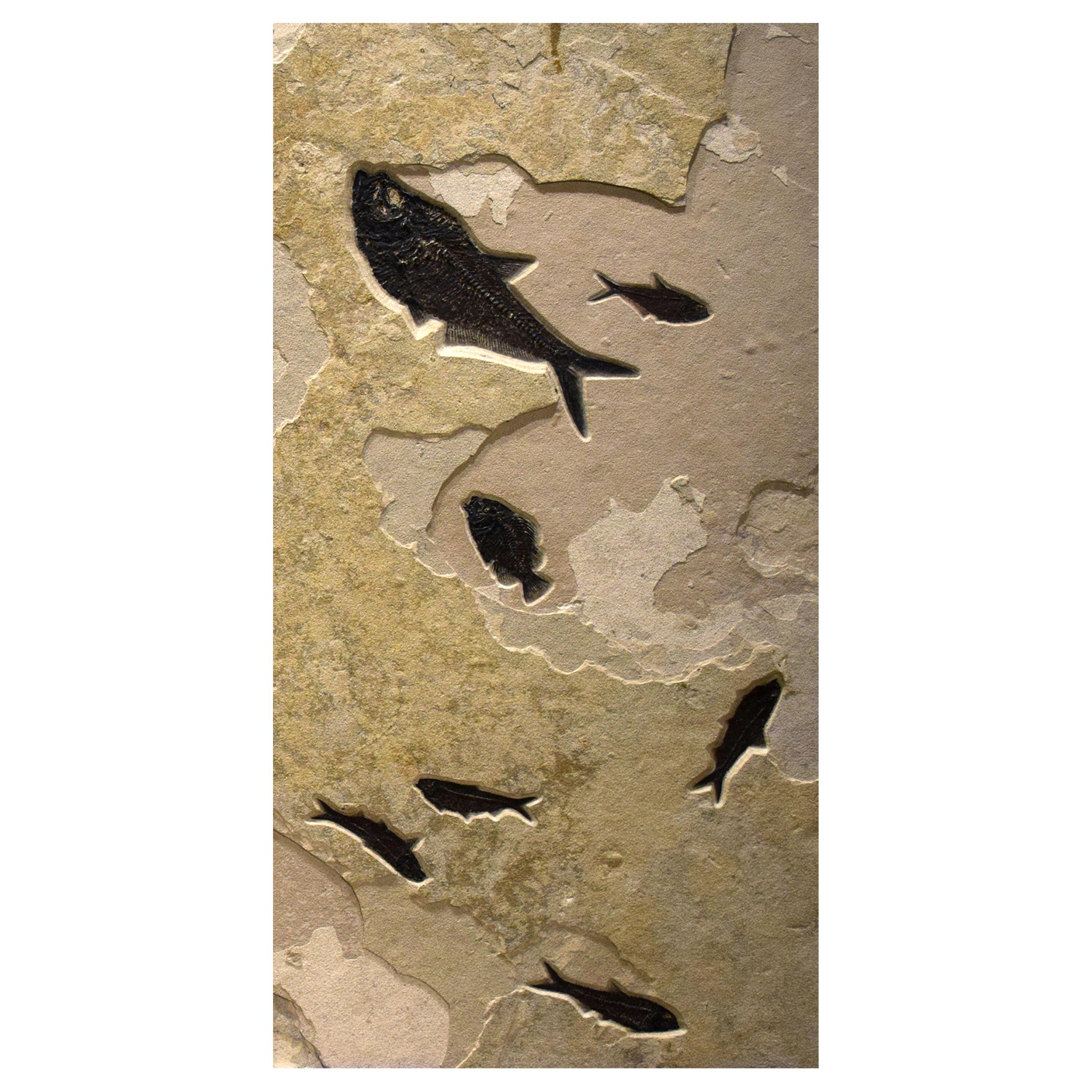 Contemporary 50 Million Year Old Fossil Fish Triptych from the Green River Formation, Wyoming