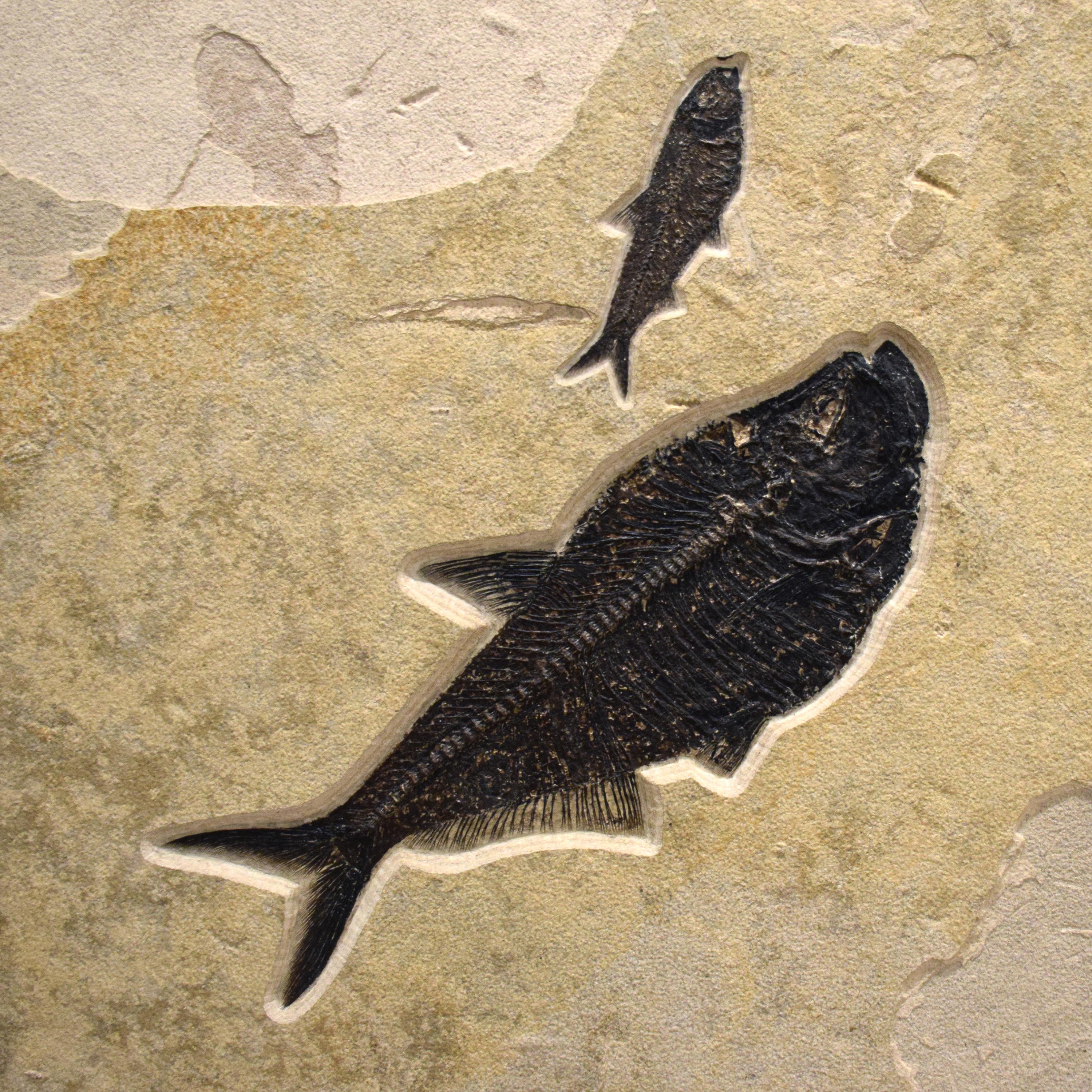 Organic Material 50 Million Year Old Fossil Fish Triptych from the Green River Formation, Wyoming