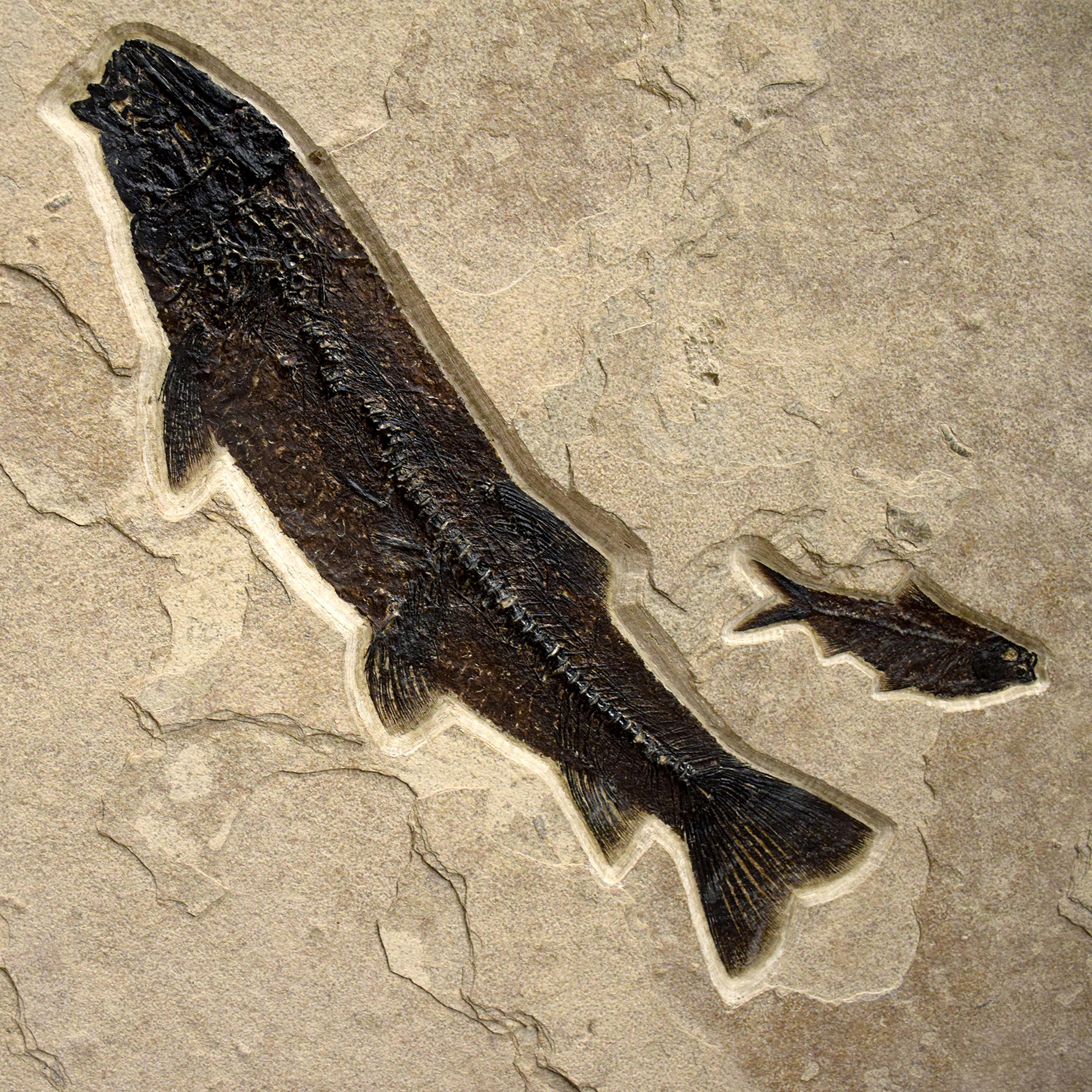 American 50 Million Year Old Fossil Fish Triptych from the Green River Formation, Wyoming