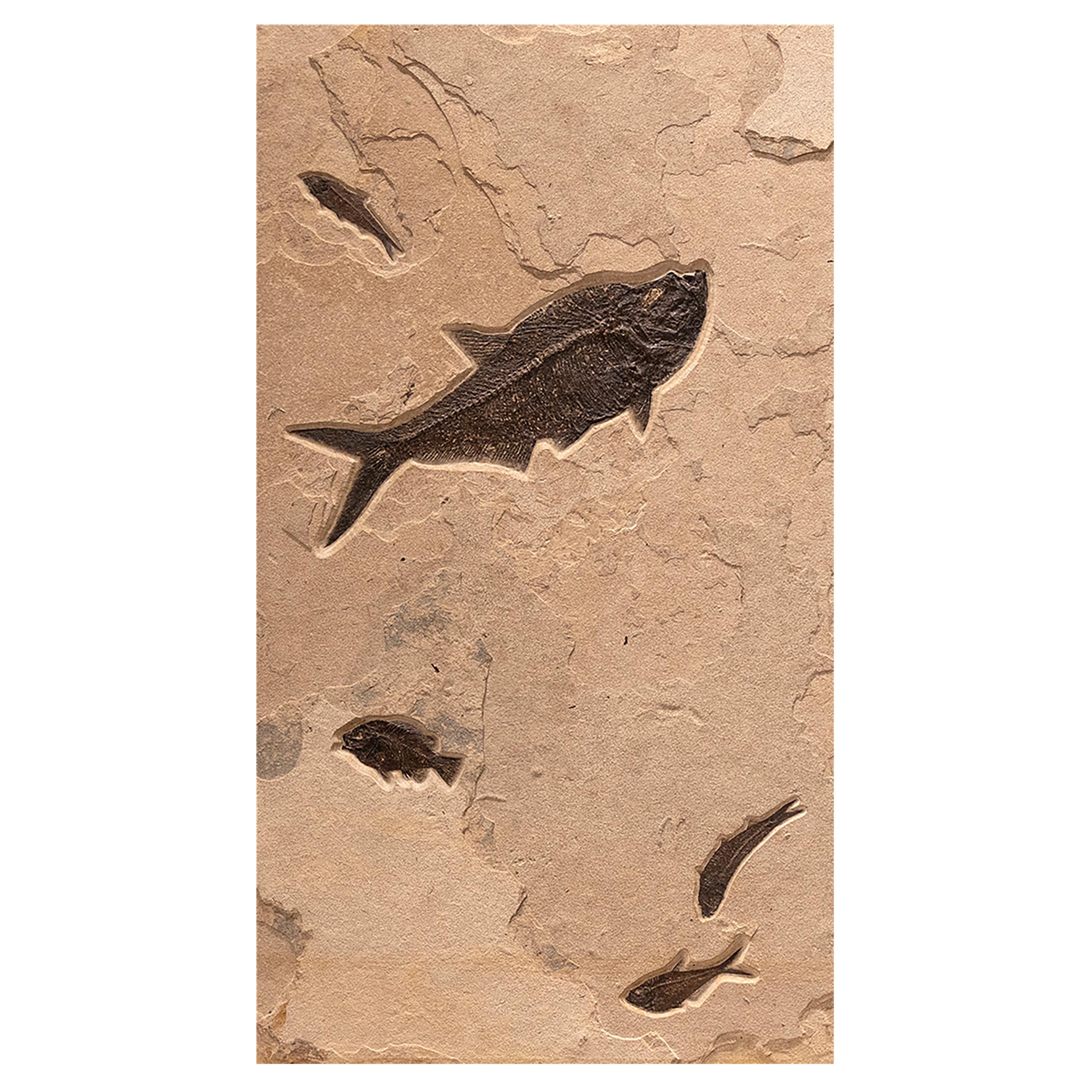 Americano Trittico di pesci fossili di 50 milioni di anni fa dalla Formazione del Green River, Wyoming in vendita