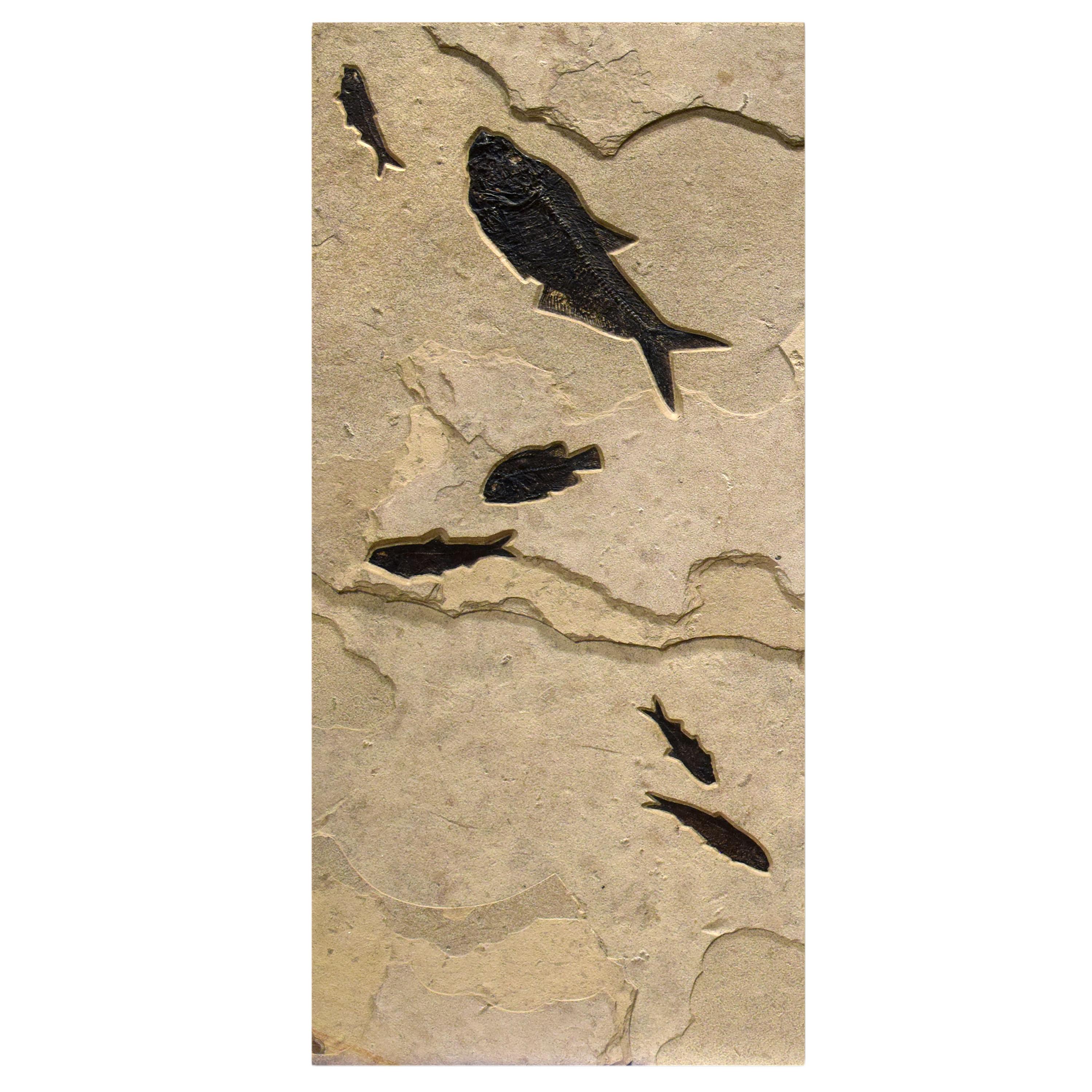 American 50 Million Year Old Fossil Fish Triptych from the Green River Formation, Wyoming For Sale