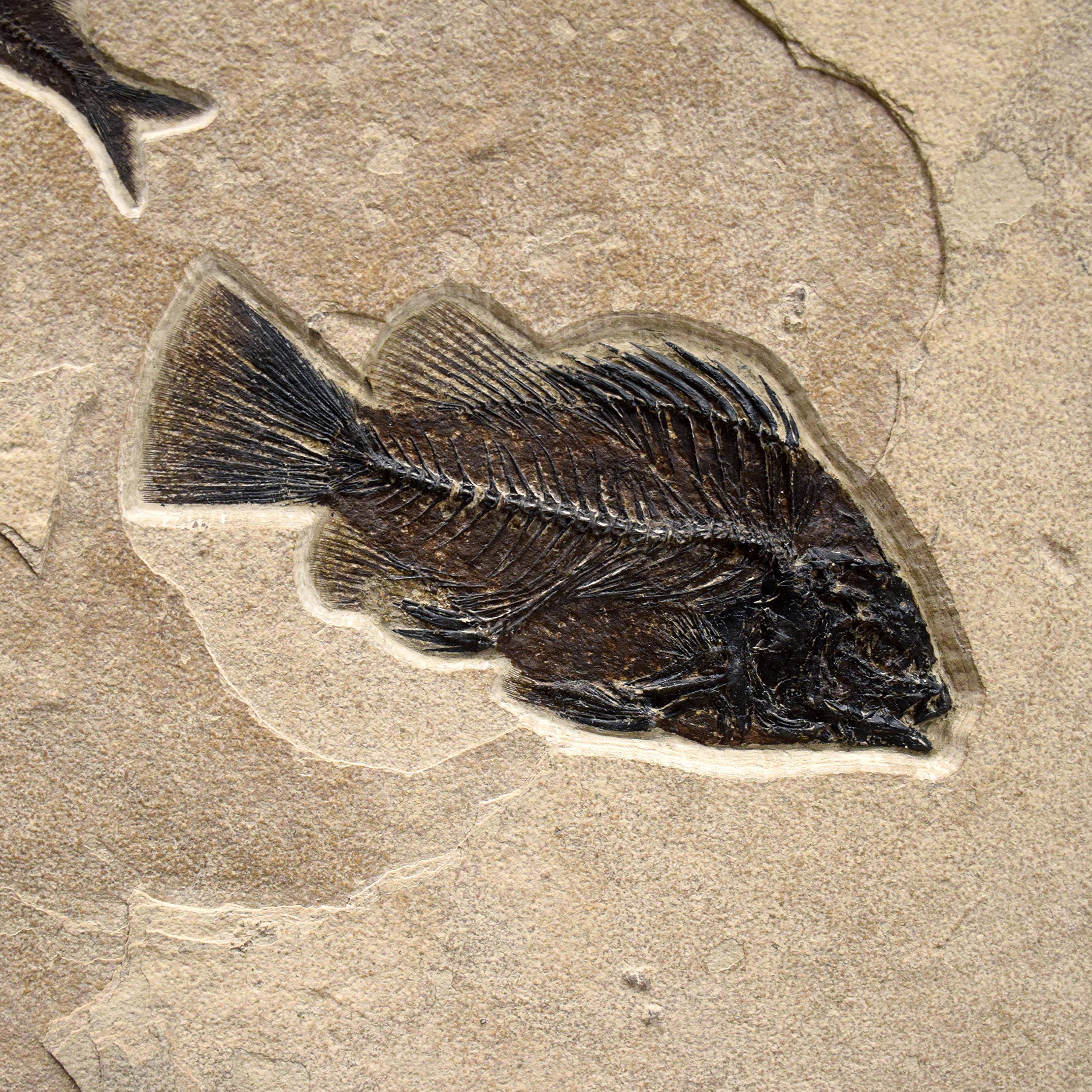 50 Million Year Old Fossil Fish Triptych from the Green River Formation, Wyoming In New Condition In Logan, UT