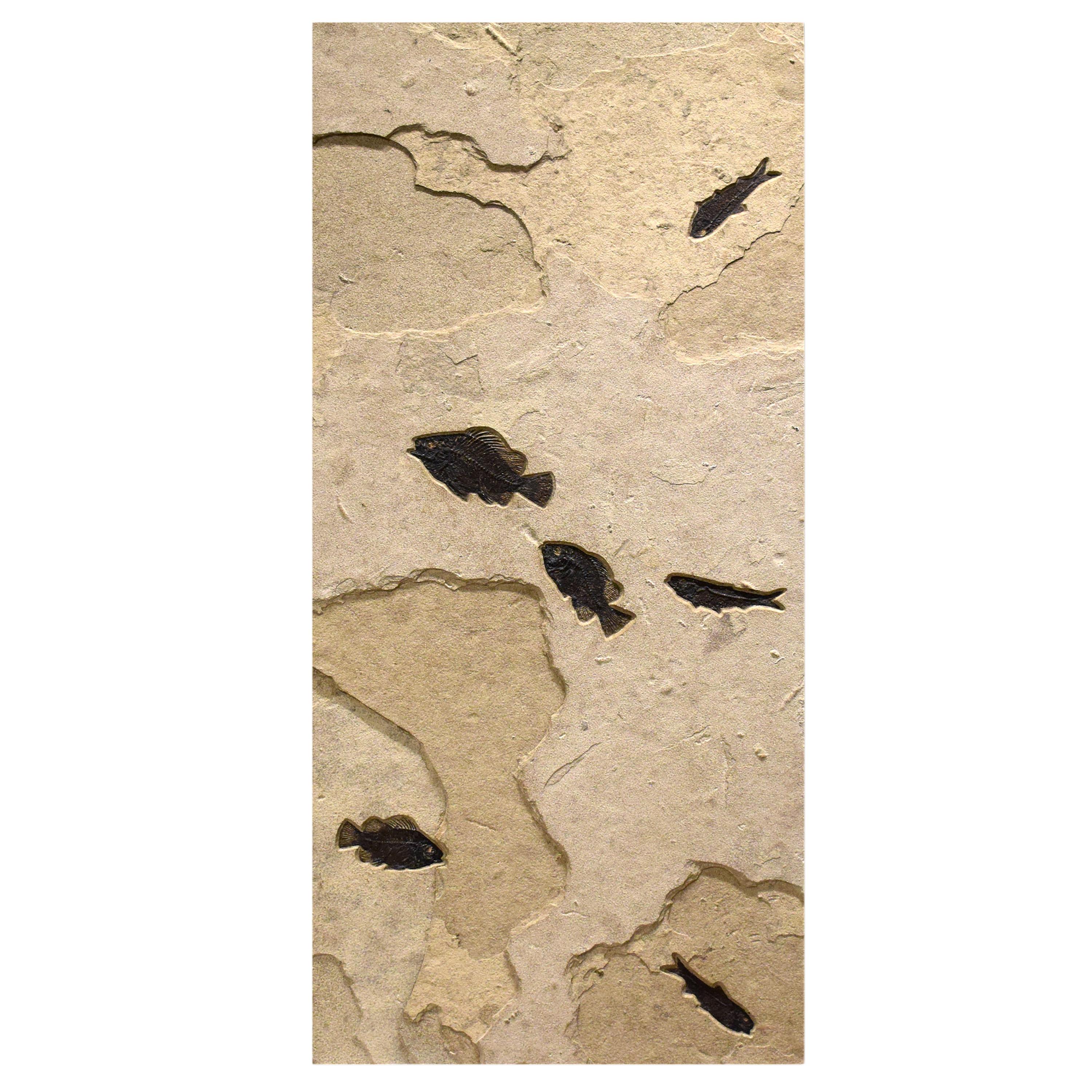 50 Million Year Old Fossil Fish Triptych from the Green River Formation, Wyoming In New Condition For Sale In Logan, UT