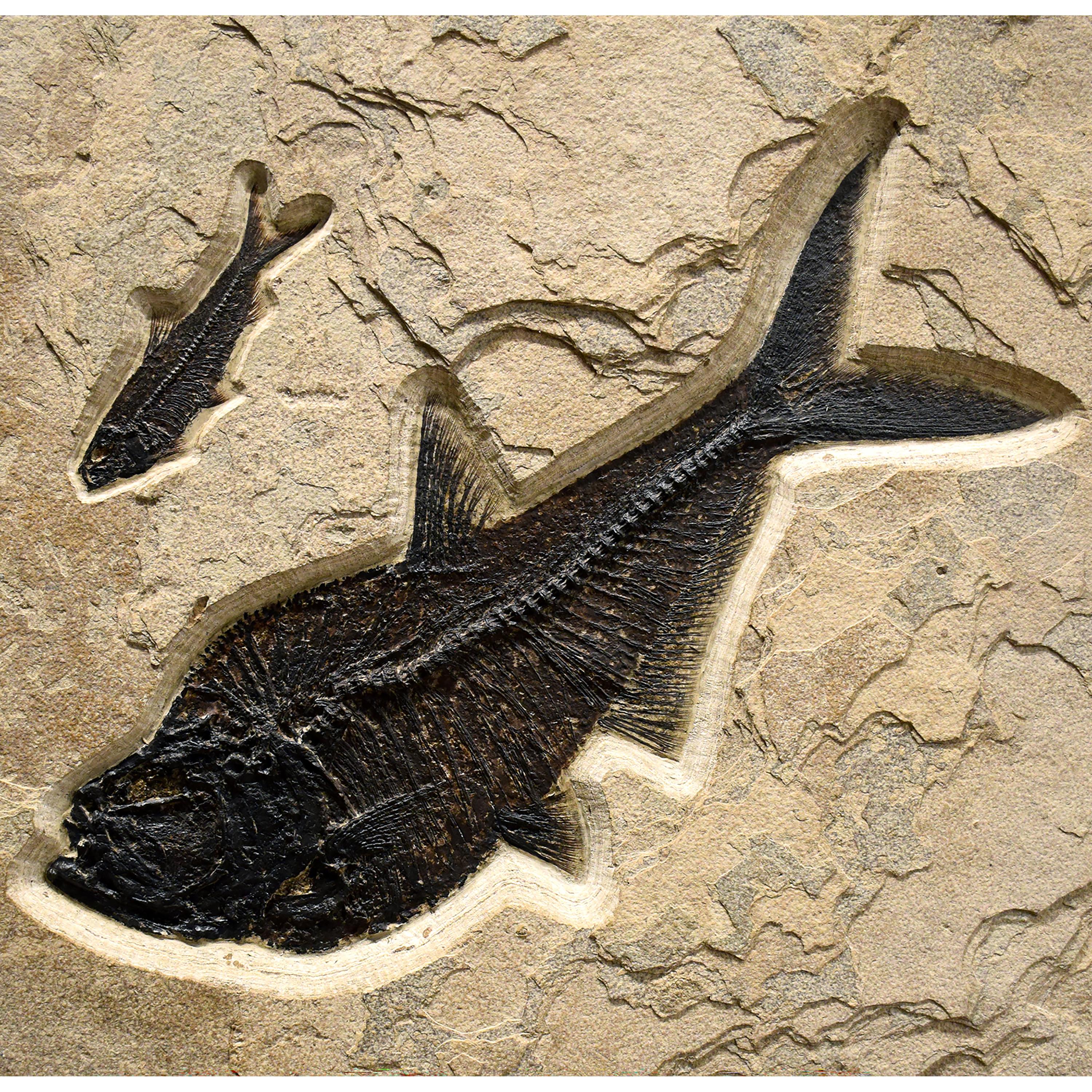Contemporary 50 Million Year Old Fossil Fish Triptych from the Green River Formation, Wyoming
