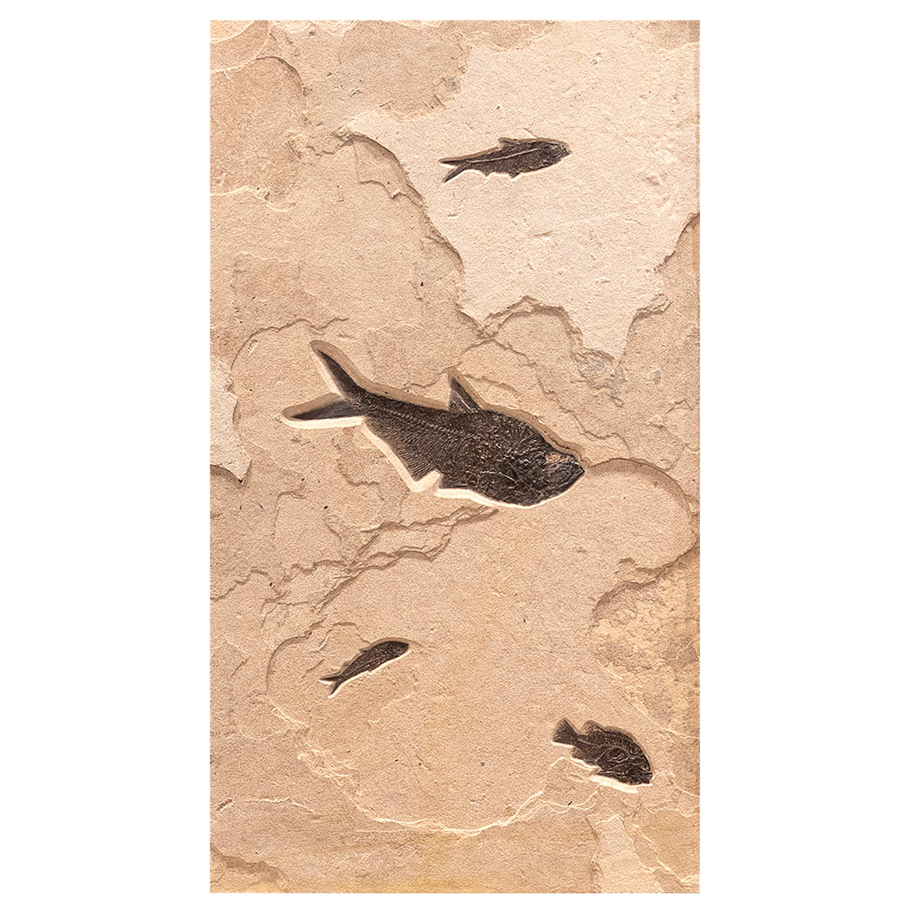 XXI secolo e contemporaneo Trittico di pesci fossili di 50 milioni di anni fa dalla Formazione del Green River, Wyoming in vendita
