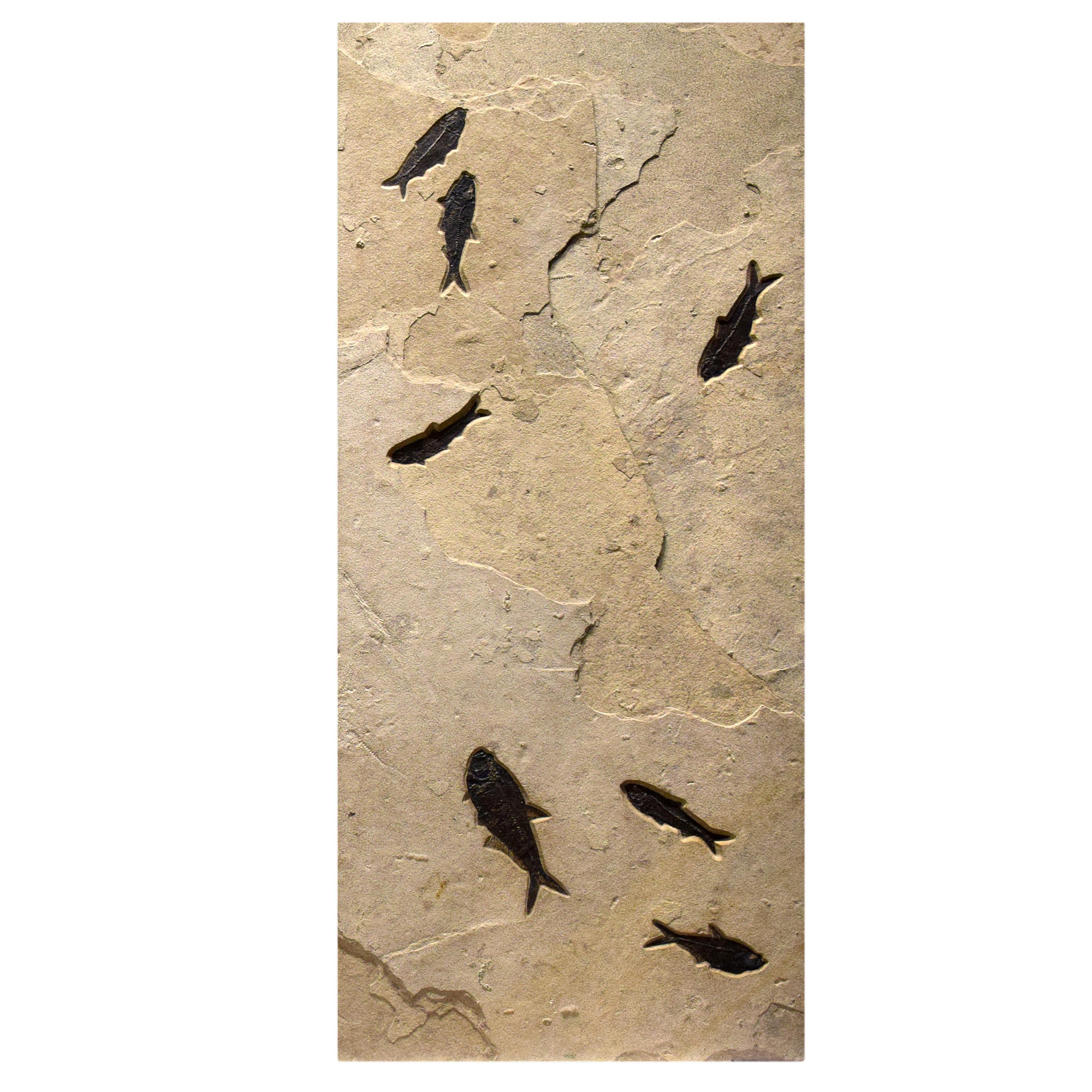 Contemporary 50 Million Year Old Fossil Fish Triptych from the Green River Formation, Wyoming For Sale
