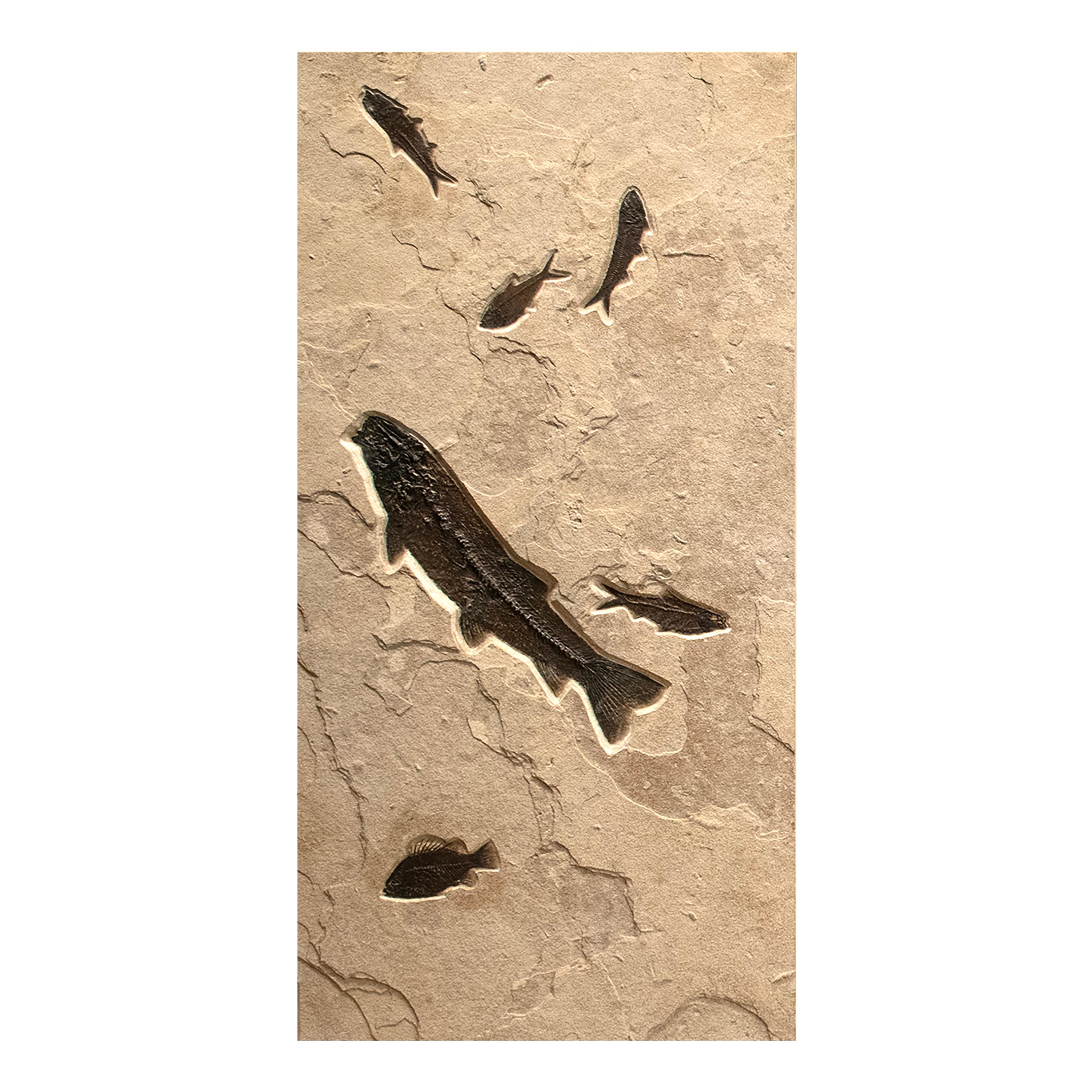 Organic Material 50 Million Year Old Fossil Fish Triptych from the Green River Formation, Wyoming