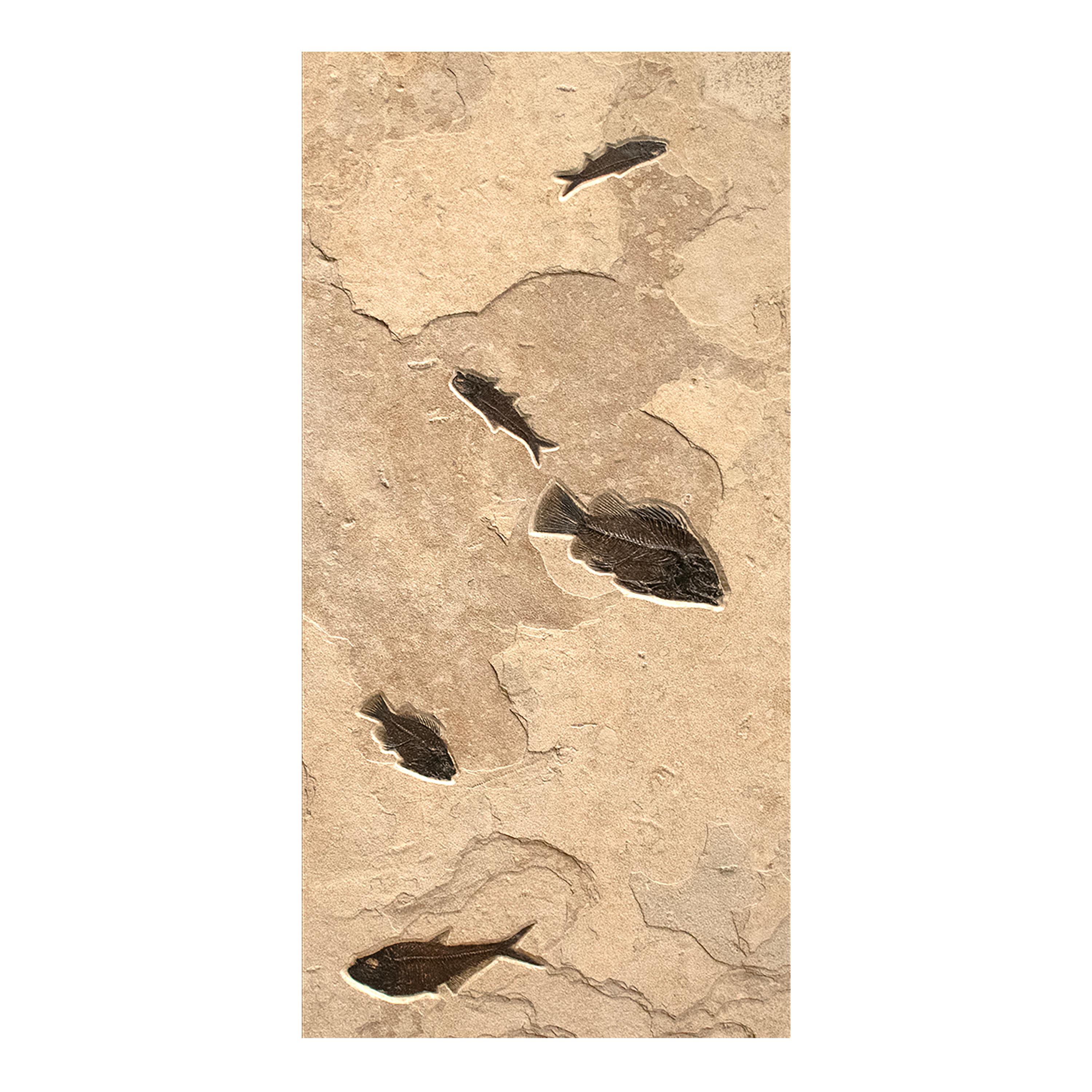 50 Million Year Old Fossil Fish Triptych from the Green River Formation, Wyoming 1
