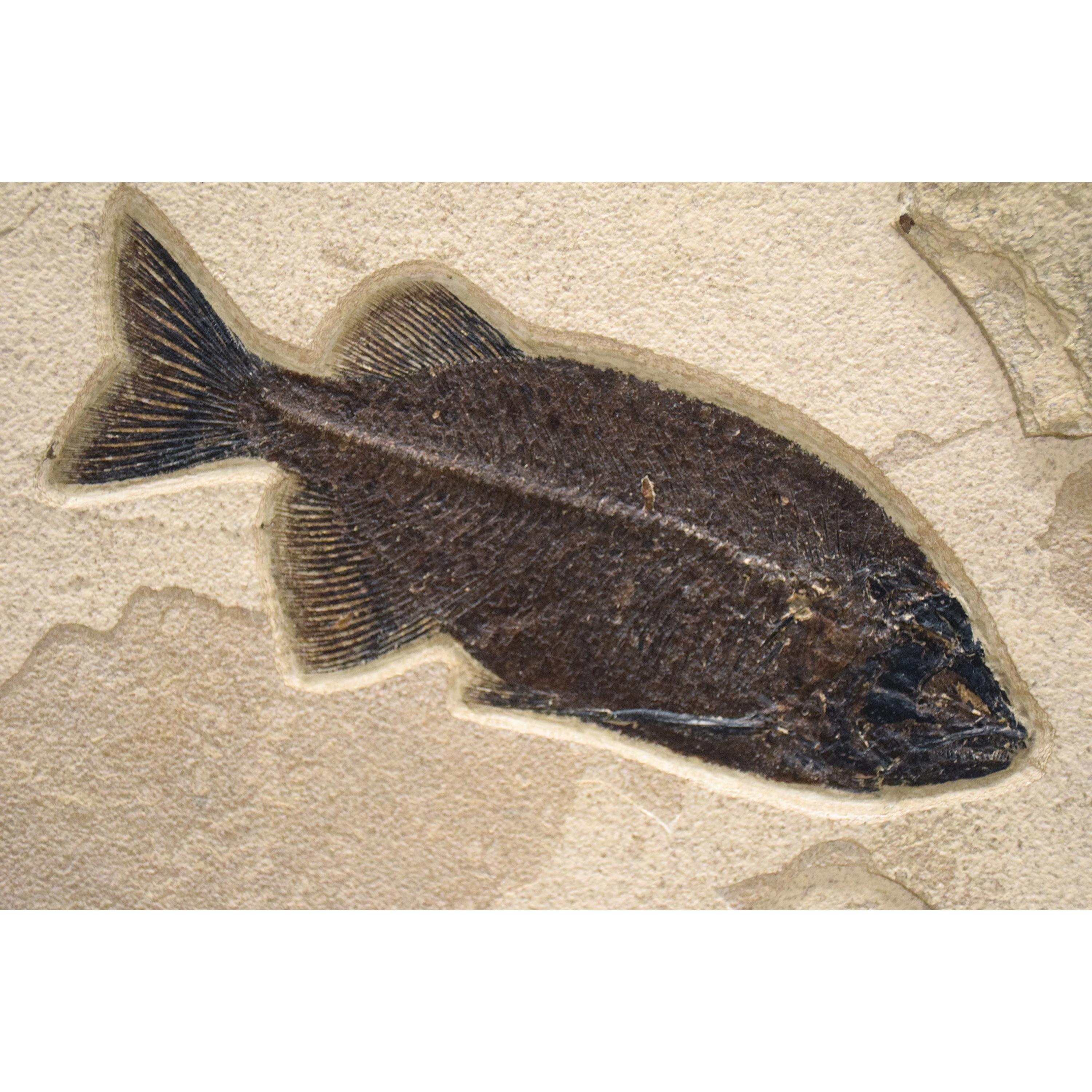 50 Million Year Old Fossil Fish Triptych from the Green River Formation, Wyoming 1