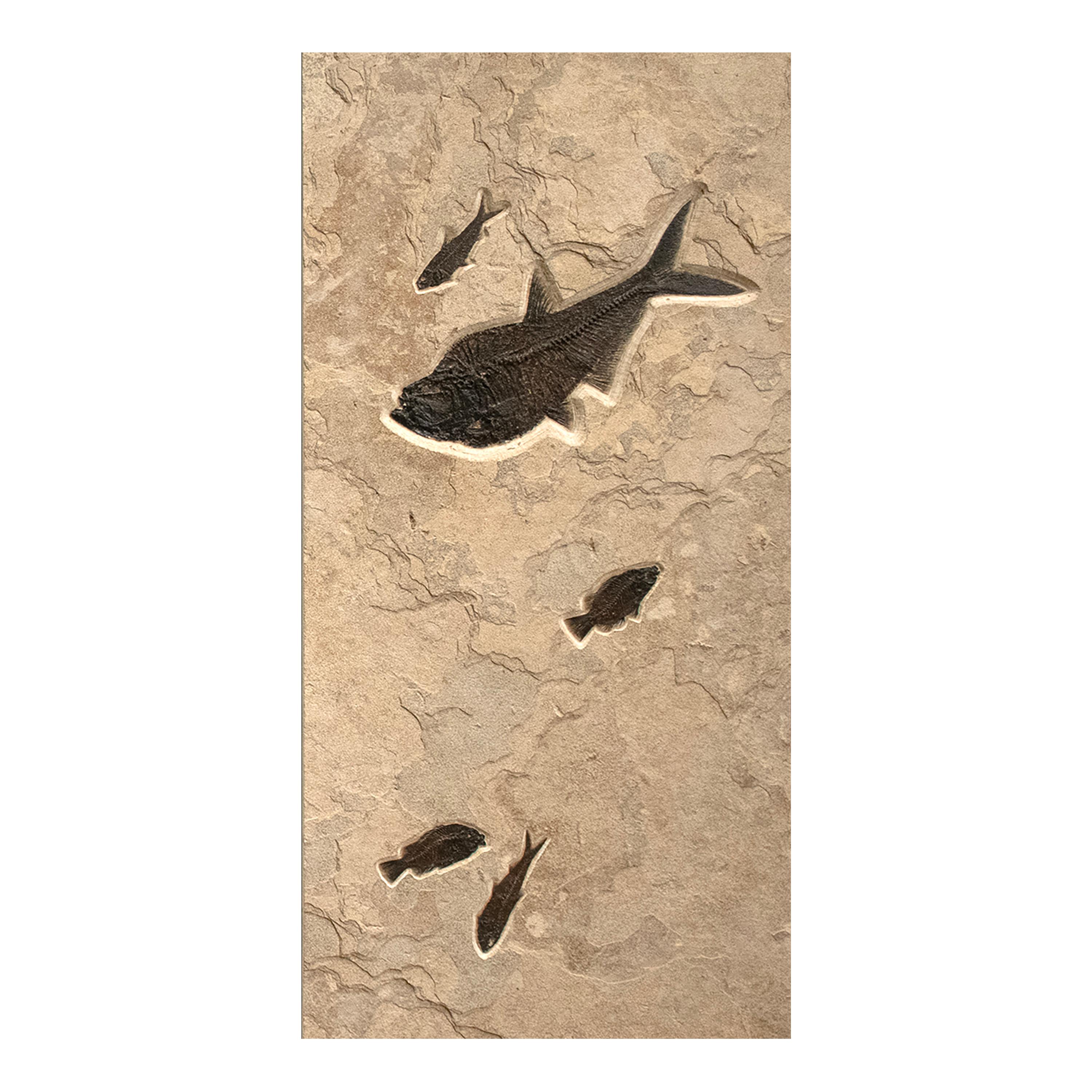 50 Million Year Old Fossil Fish Triptych from the Green River Formation, Wyoming 2