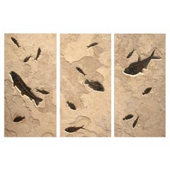 50 Million Year Old Fossil Fish Triptych from the Green River Formation, Wyoming