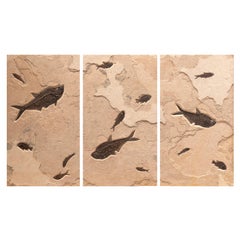 50 Million Year Old Fossil Fish Triptych from the Green River Formation, Wyoming