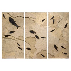 50 Million Year Old Fossil Fish Triptych from the Green River Formation, Wyoming