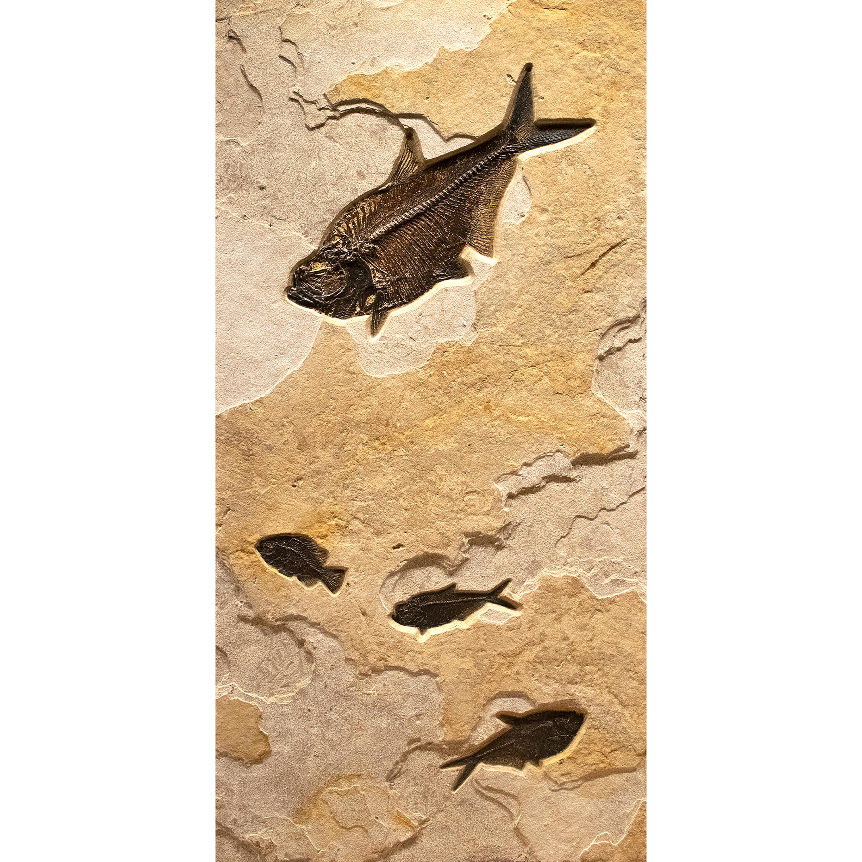 50 Million Year Old Eocene Era Fossil Fish Triptych Mural in Stone, from Wyoming In New Condition In Logan, UT