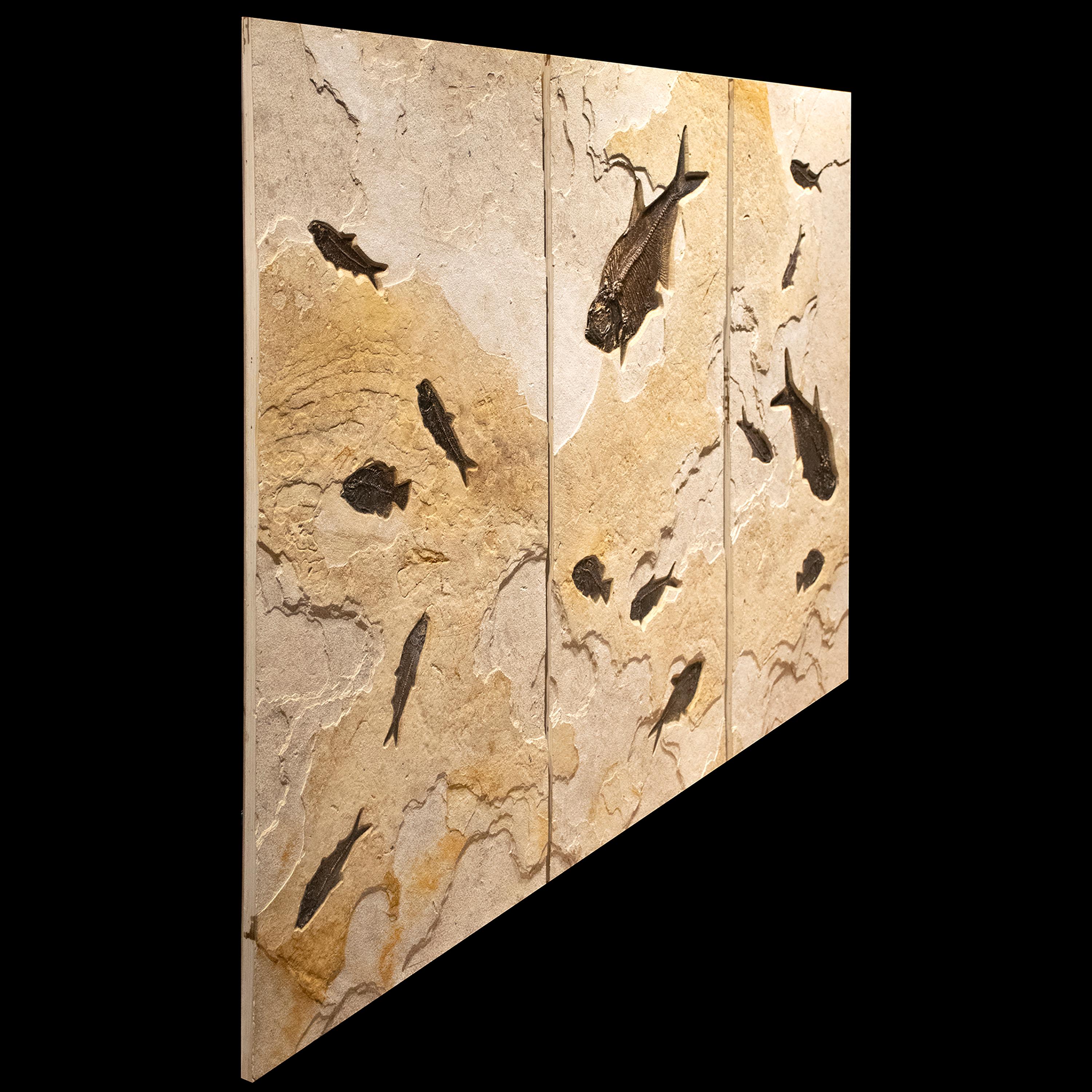Organic Material 50 Million Year Old Eocene Era Fossil Fish Triptych Mural in Stone, from Wyoming