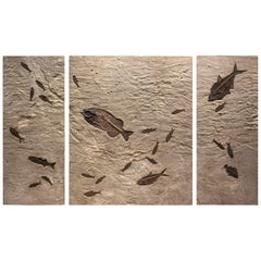 50 Million Year Old Eocene Era Fossil Fish Triptych Mural in Stone, from Wyoming