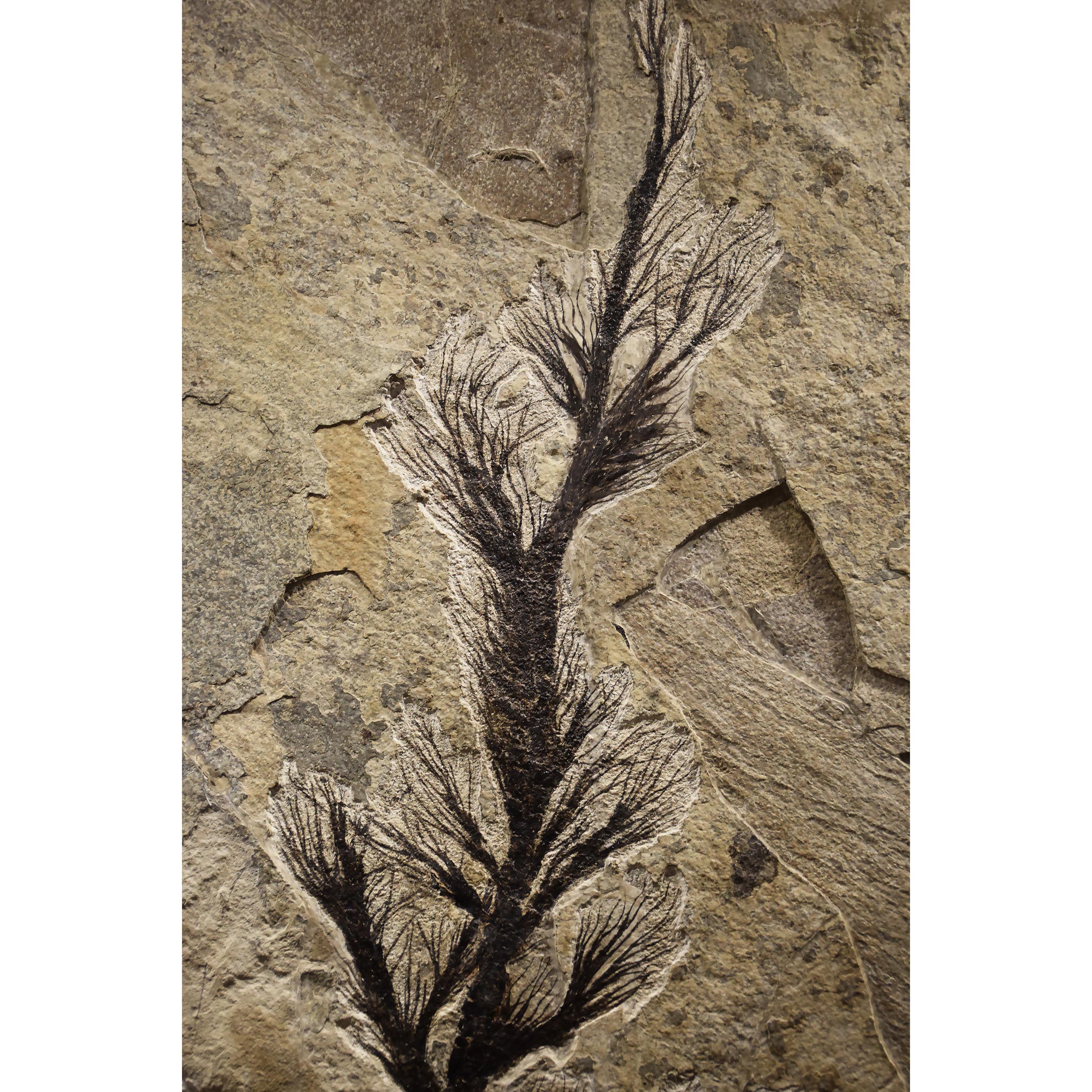 50 Millionen Jahre alte Fossil-palmenblume aus der Formation des grünen Flusses, Wyoming (amerikanisch) im Angebot