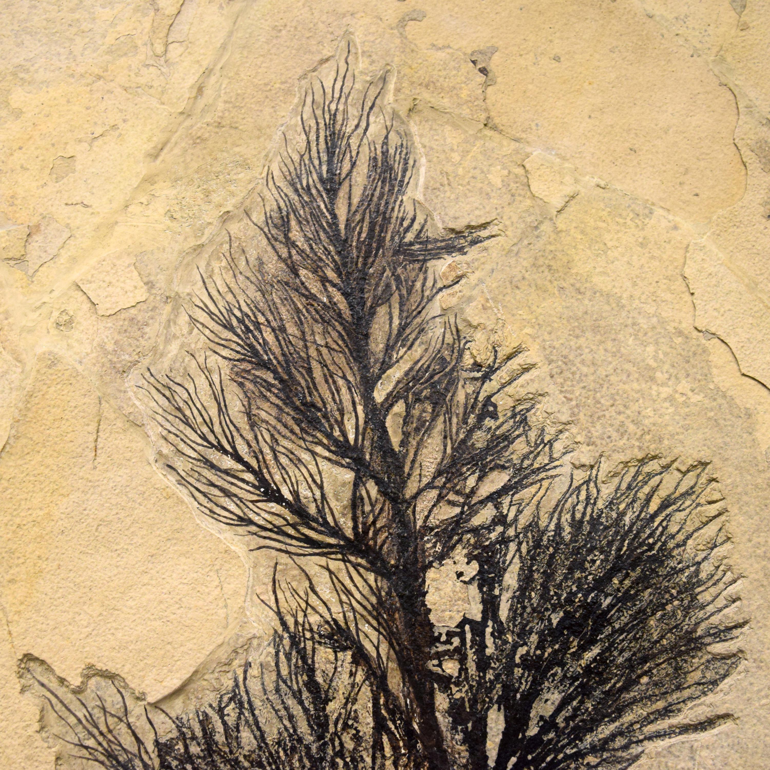 American 50 Million Year Old Fossil Palm Flower from the Green River Formation, Wyoming For Sale