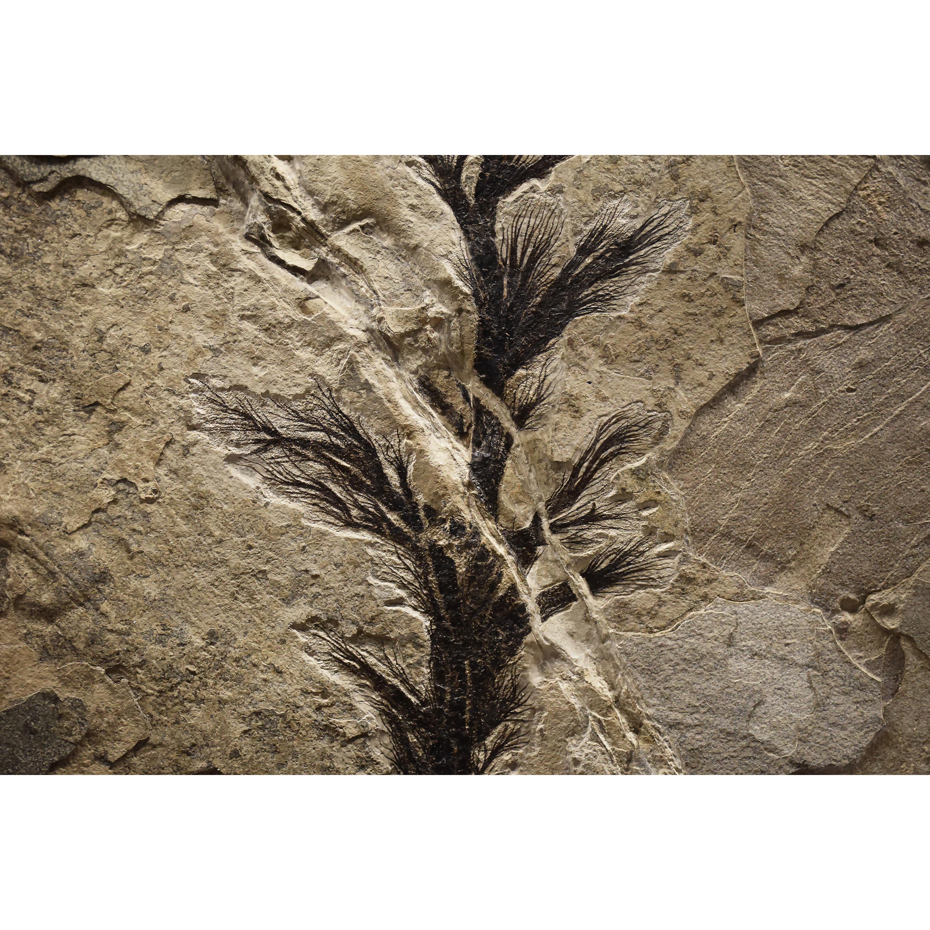 50 Millionen Jahre alte Fossil-palmenblume aus der Formation des grünen Flusses, Wyoming im Zustand „Neu“ im Angebot in Logan, UT