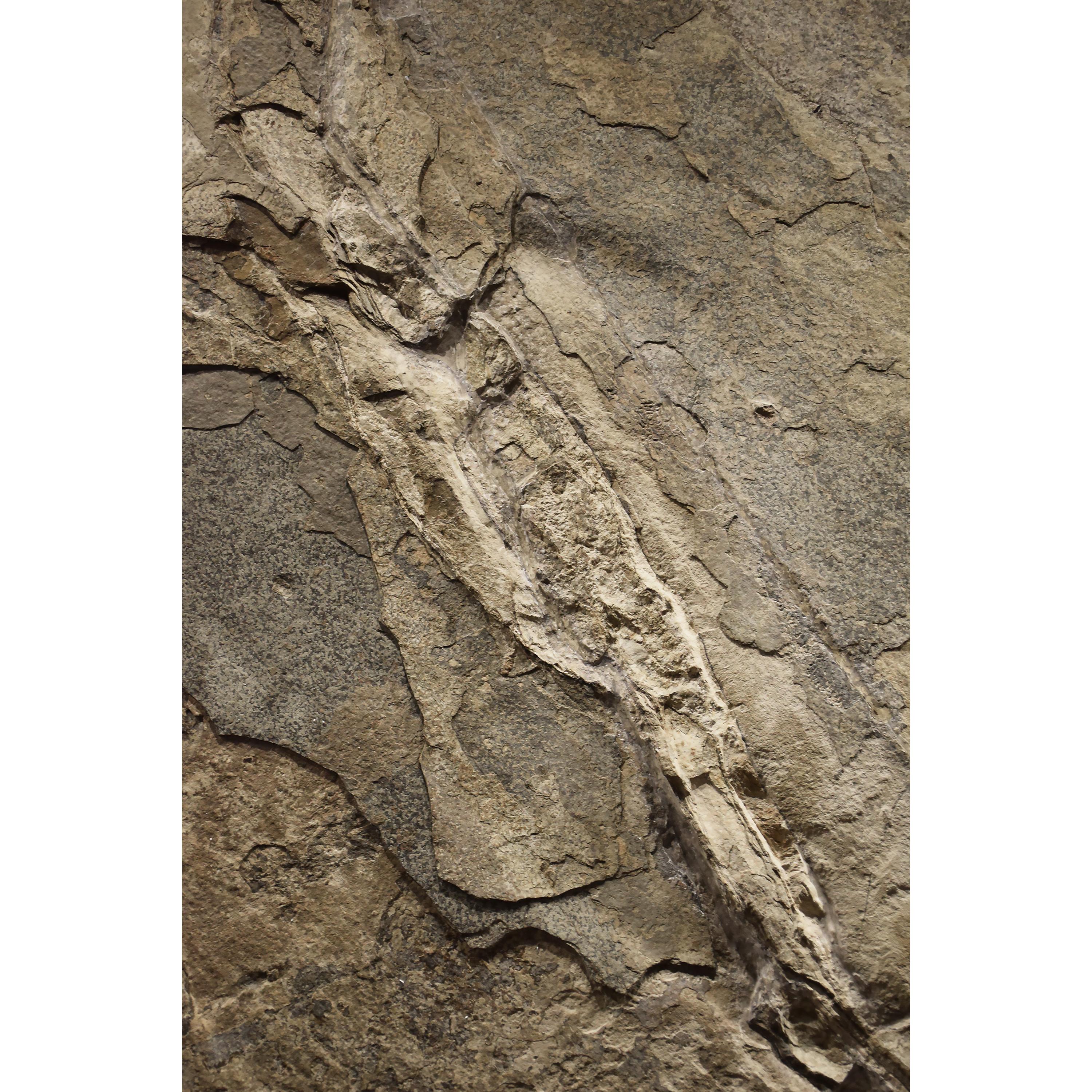 50 Millionen Jahre alte Fossil-palmenblume aus der Formation des grünen Flusses, Wyoming (21. Jahrhundert und zeitgenössisch) im Angebot