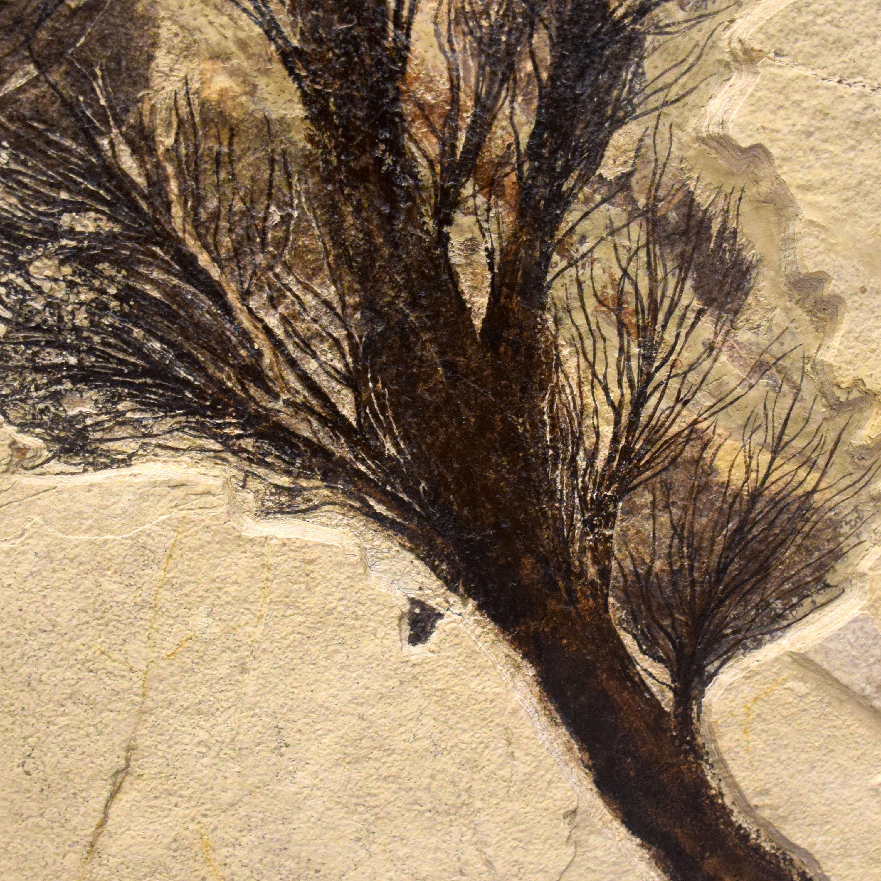 Contemporary 50 Million Year Old Fossil Palm Flower from the Green River Formation, Wyoming For Sale