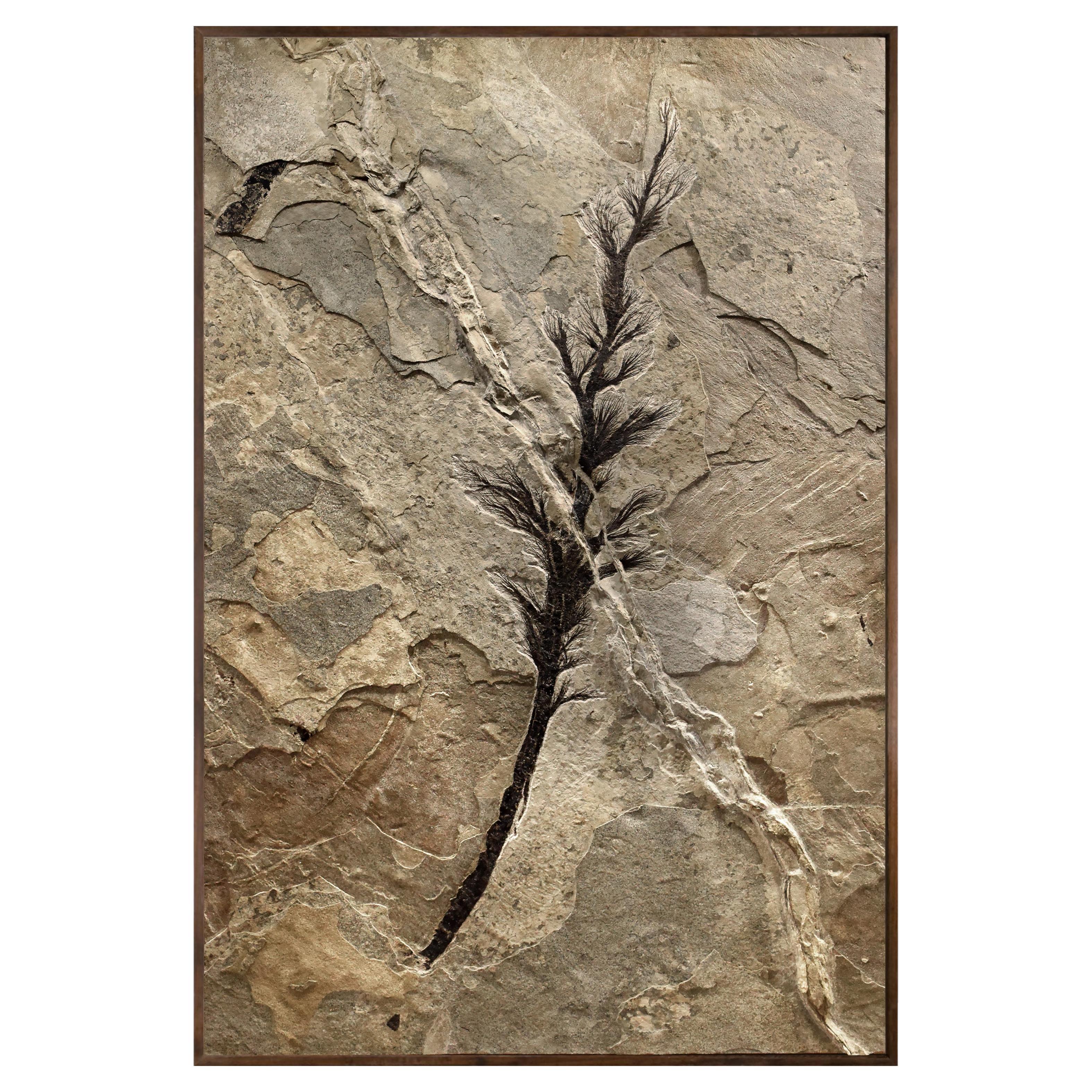50 Millionen Jahre alte Fossil-palmenblume aus der Formation des grünen Flusses, Wyoming im Angebot