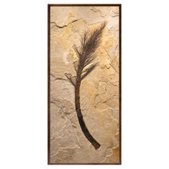 50 Million Year Old Fossil Palm Flower from the Green River Formation, Wyoming