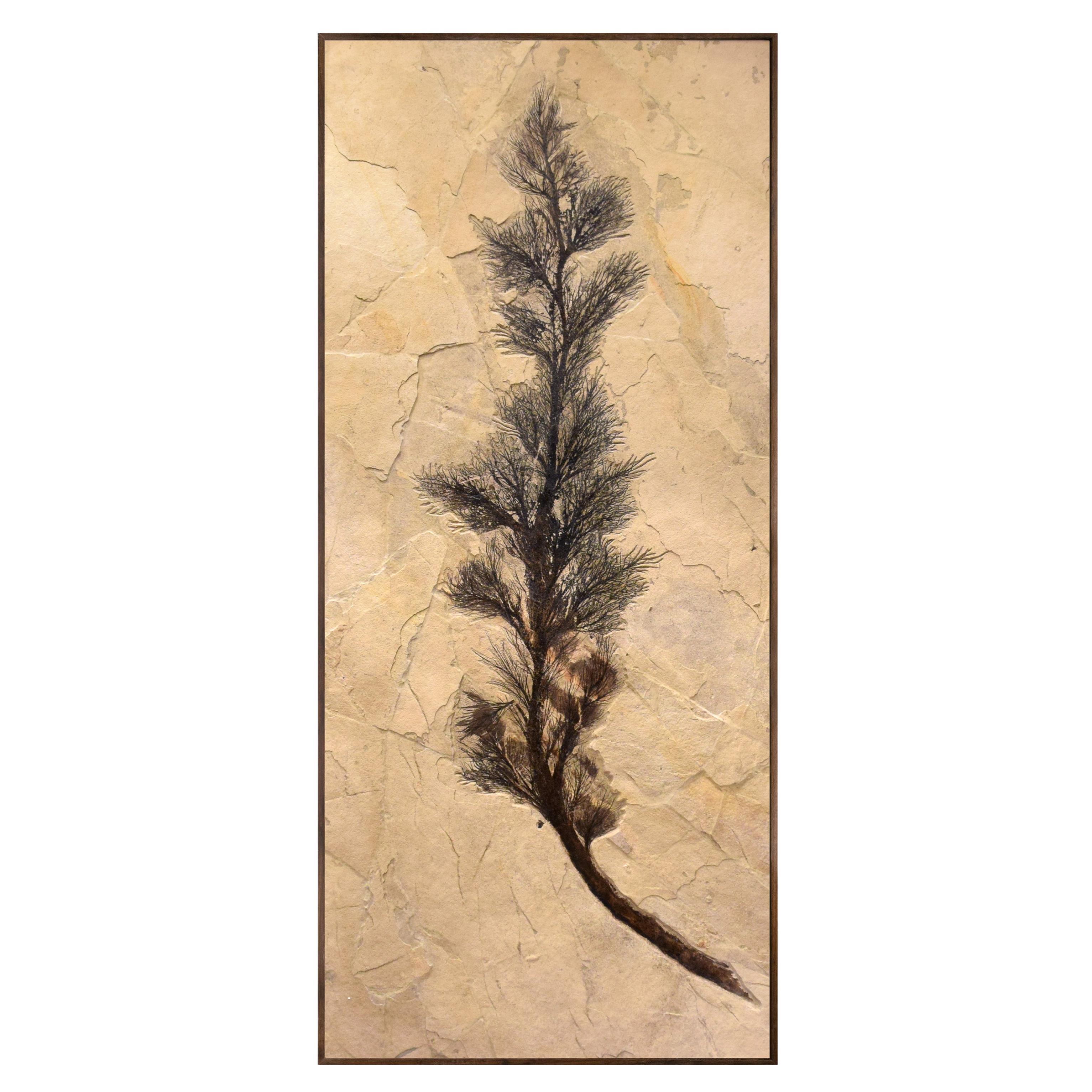 50 Million Year Old Fossil Palm Flower from the Green River Formation, Wyoming For Sale
