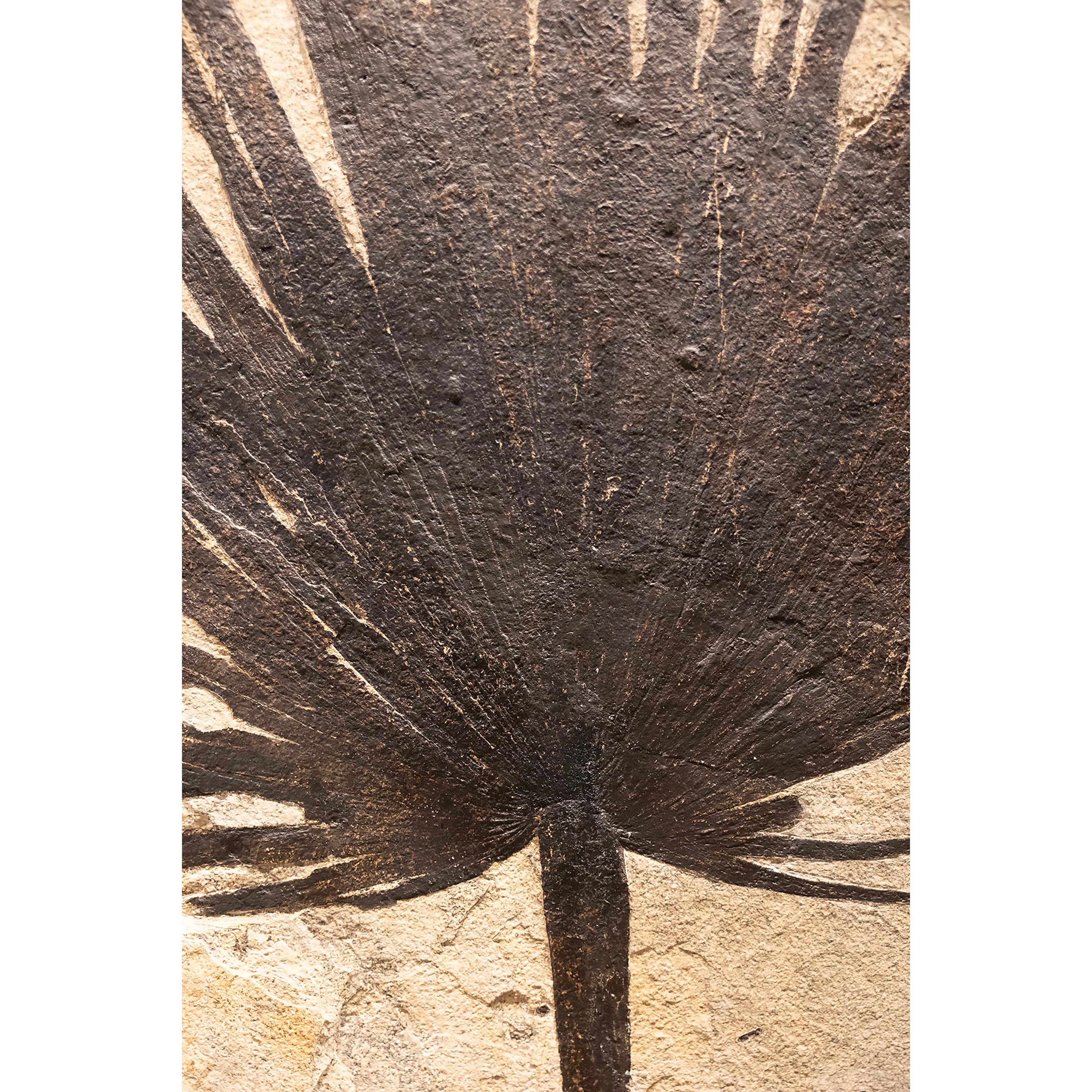 50 Million Year Old Fossil Palm Frond from the Green River Formation, Wyoming In New Condition In Logan, UT