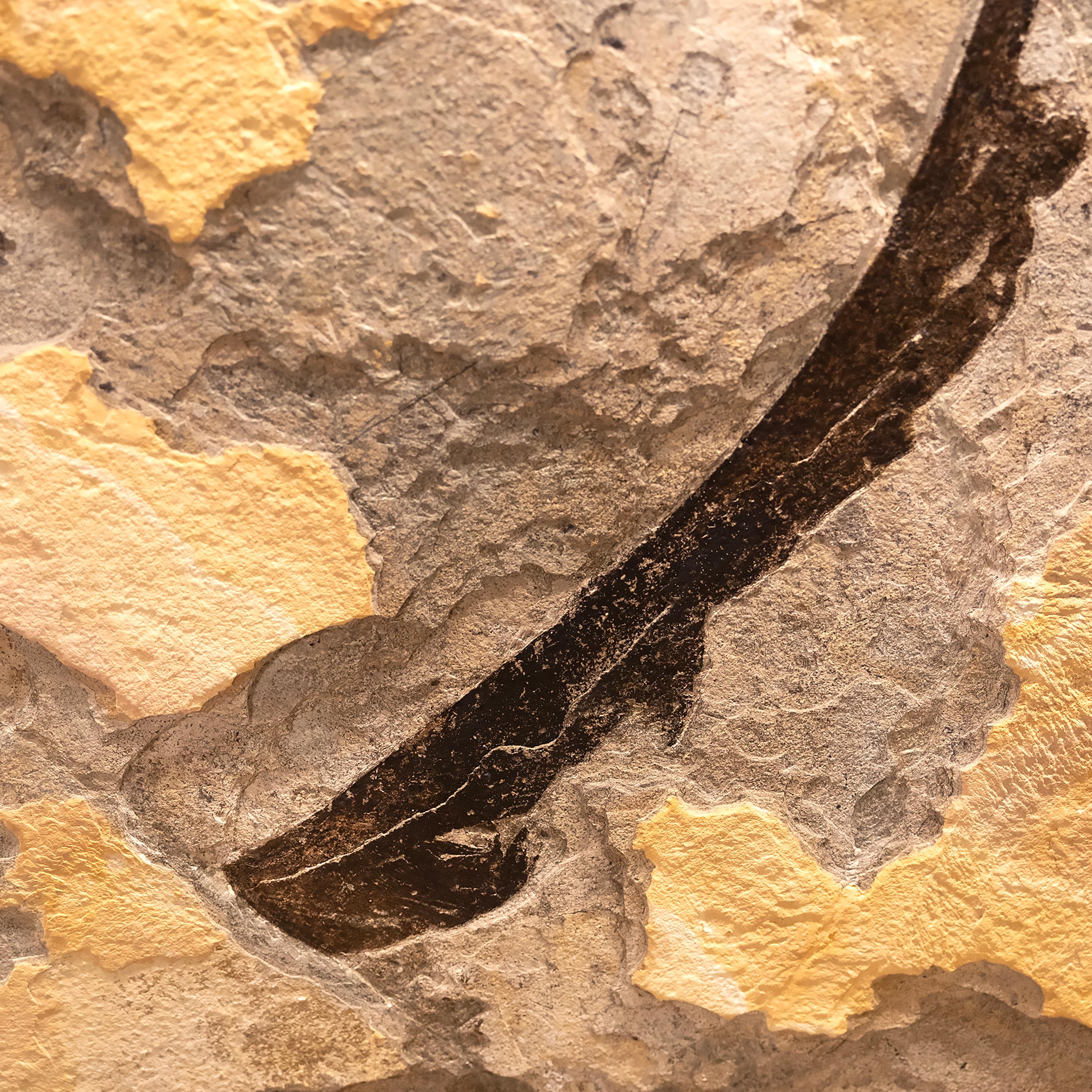 Contemporary 50 Million Year Old Fossil Palm Frond from the Green River Formation, Wyoming