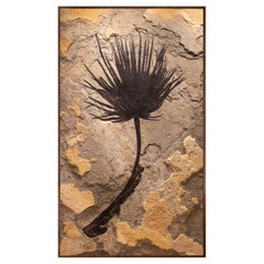 50 Million Year Old Fossil Palm Frond from the Green River Formation, Wyoming