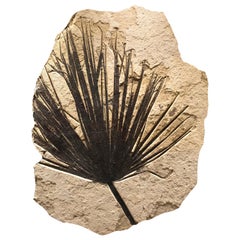 50 Million Year Old Eocene Era Fossil Palm Frond Mural in Stone, from Wyoming
