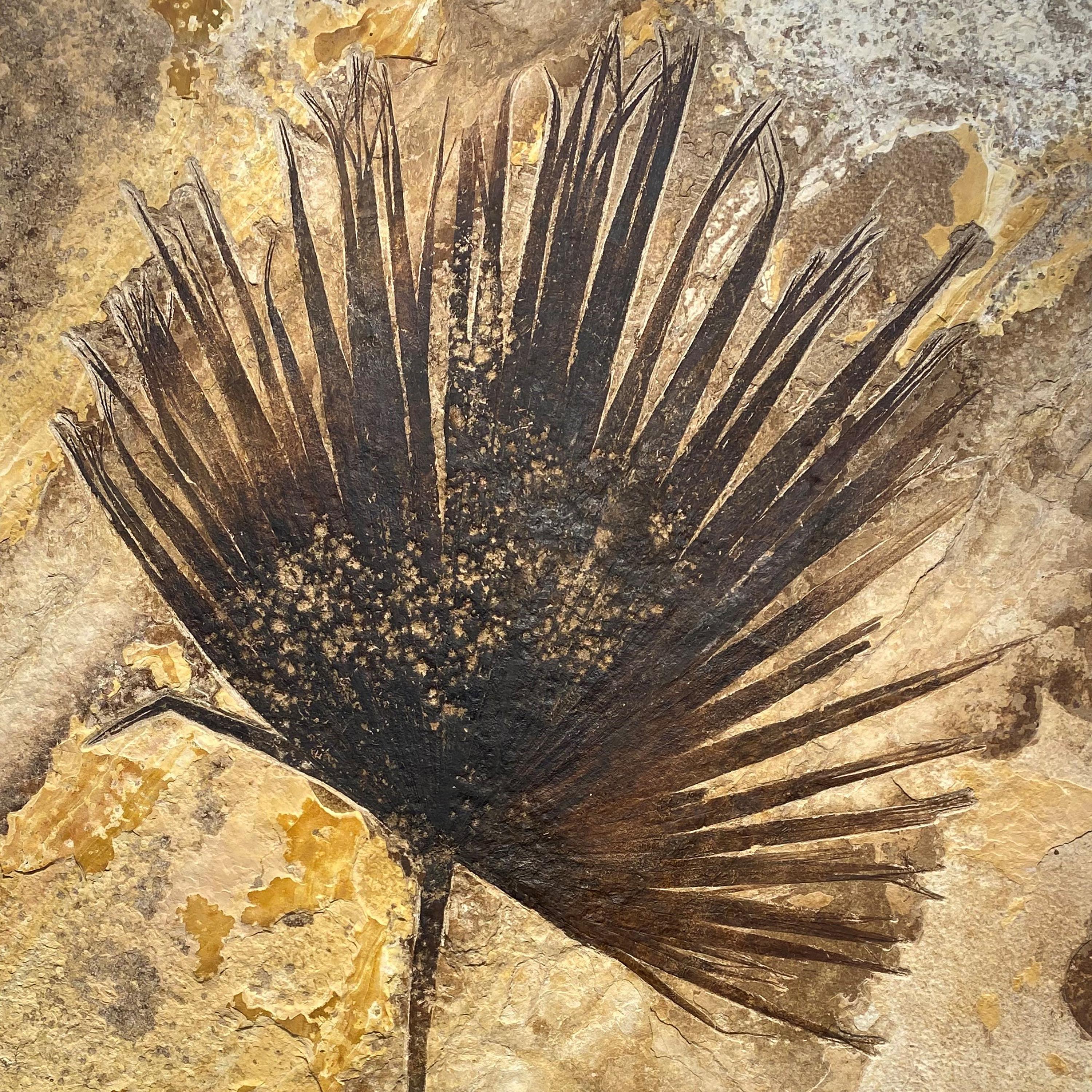 American 50 Million Year Old Fossil Palm Leaf from the Green River Formation, Wyoming