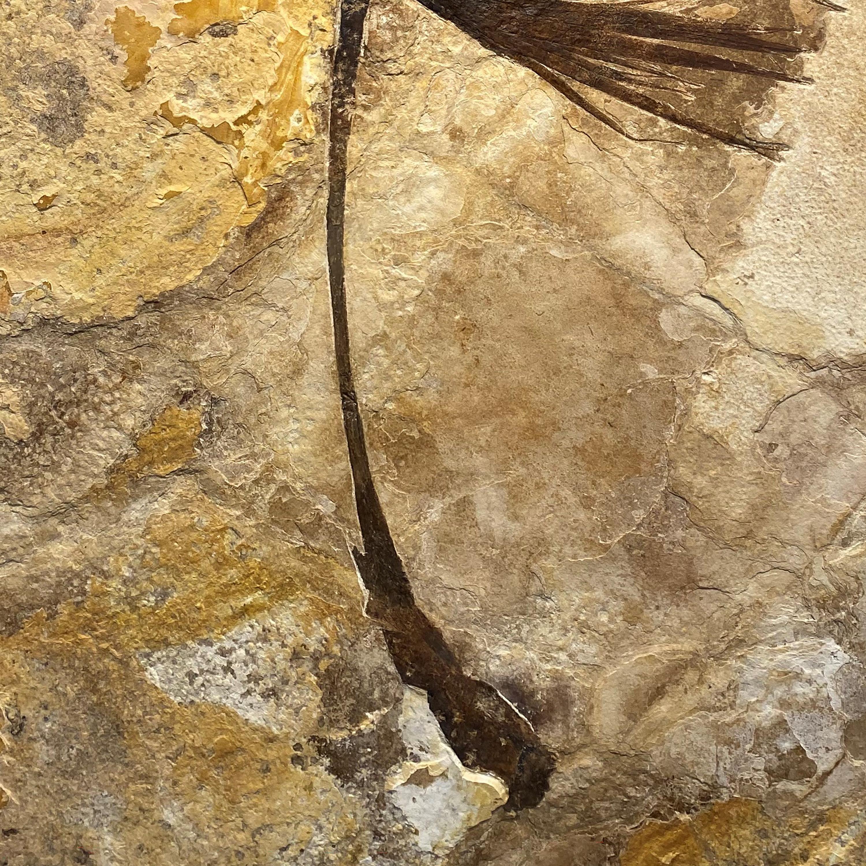 50 Million Year Old Fossil Palm Leaf from the Green River Formation, Wyoming In New Condition In Logan, UT
