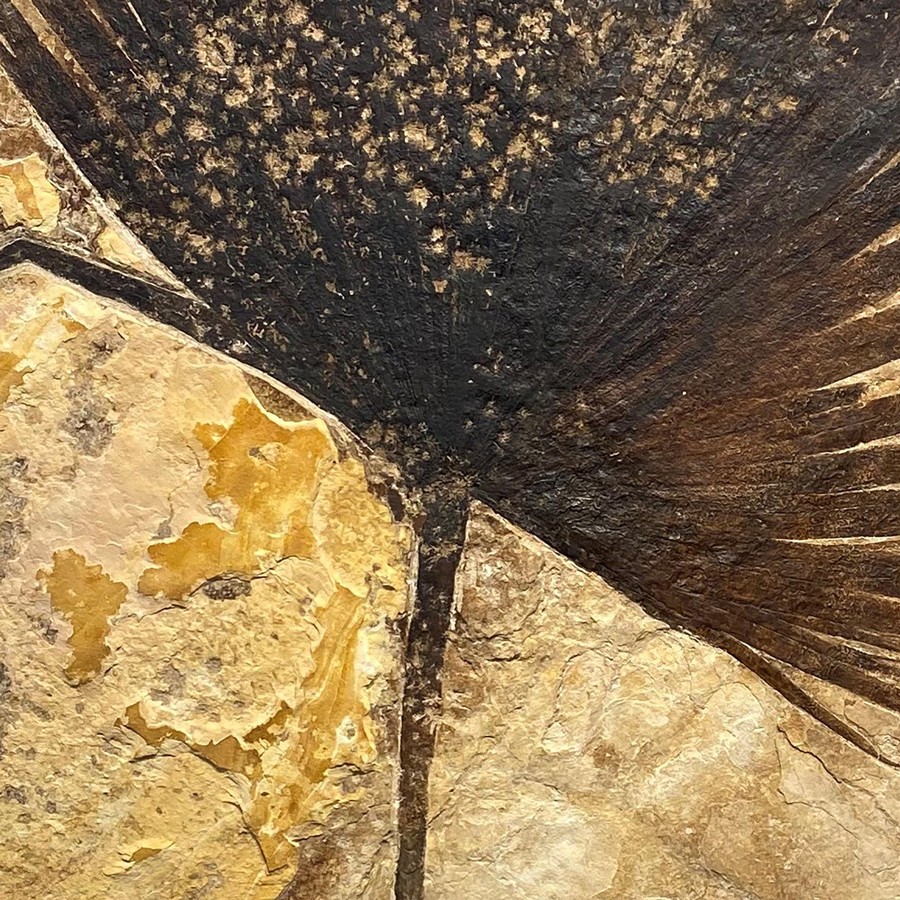 Contemporary 50 Million Year Old Fossil Palm Leaf from the Green River Formation, Wyoming