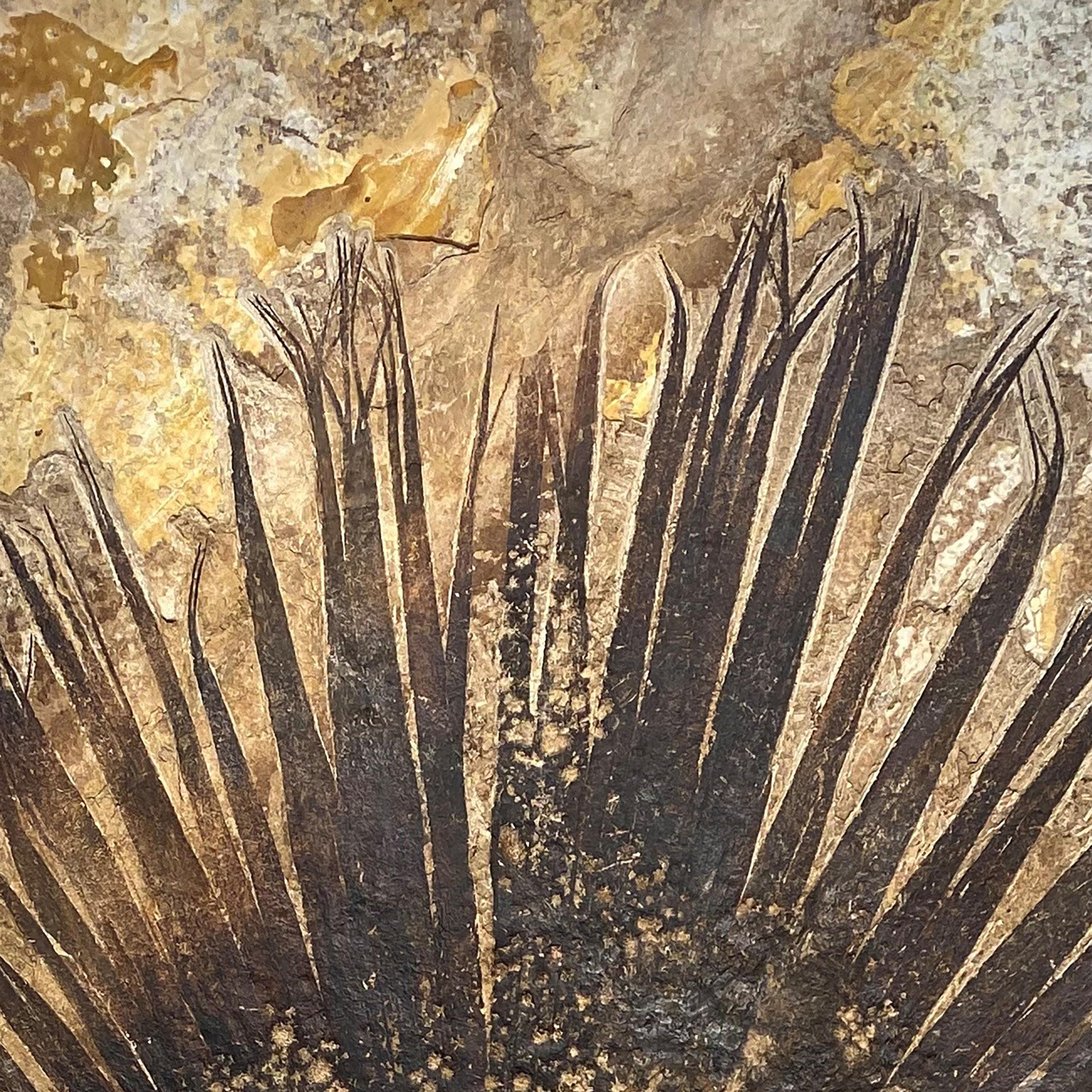 Organic Material 50 Million Year Old Fossil Palm Leaf from the Green River Formation, Wyoming