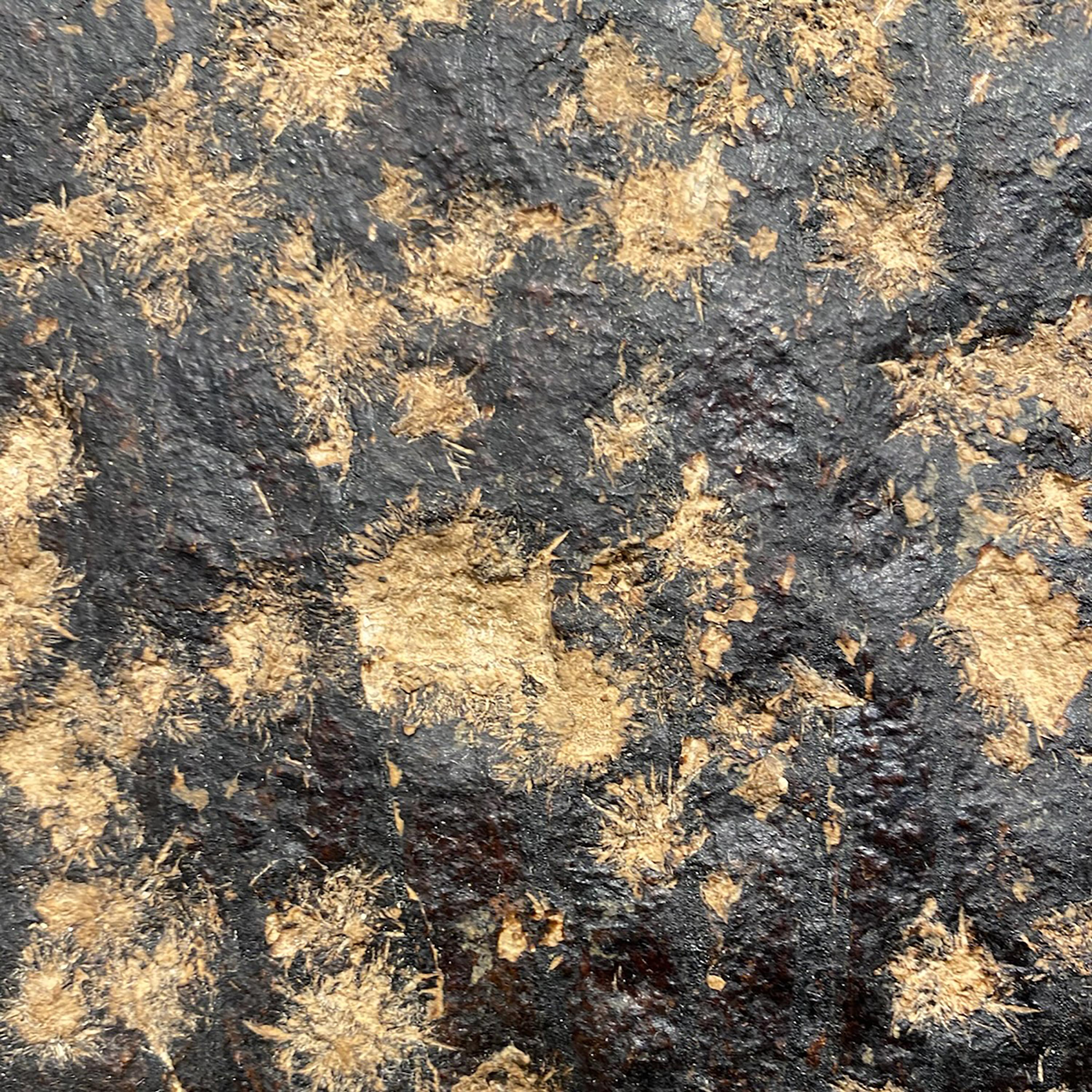50 Million Year Old Fossil Palm Leaf from the Green River Formation, Wyoming 1