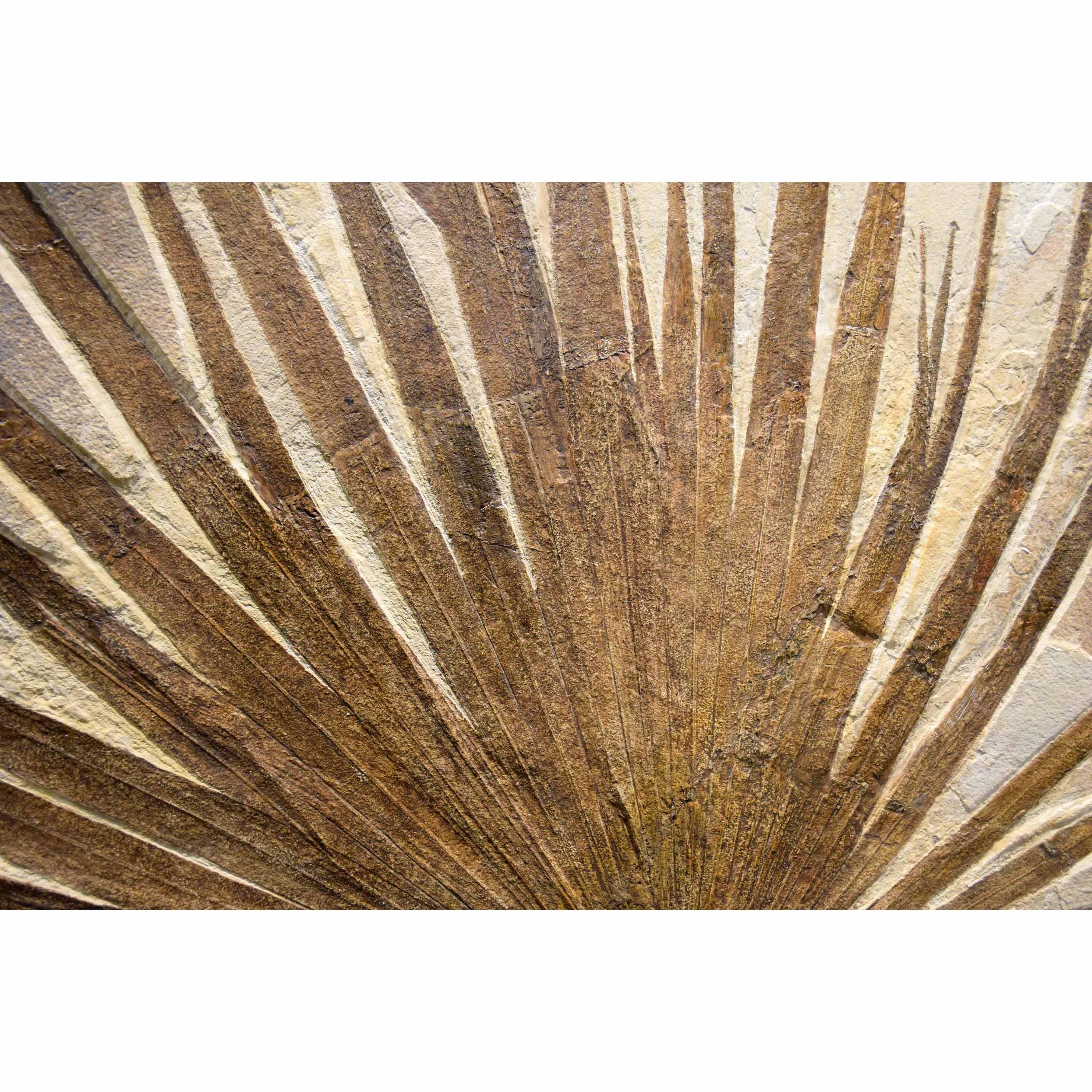 American 50 Million Year Old Fossil Palm Mural from the Green River Formation, Wyoming