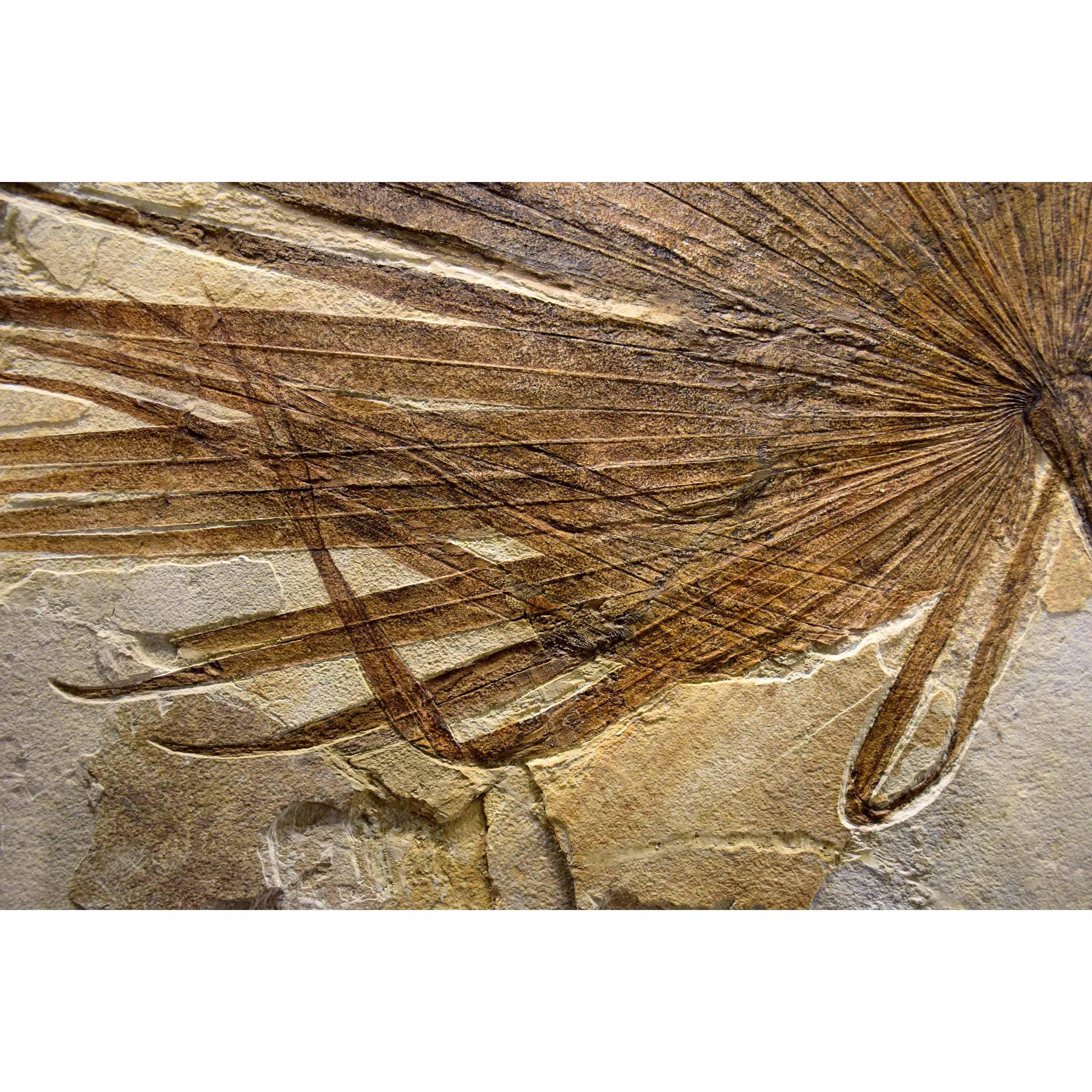 50 Million Year Old Fossil Palm Mural from the Green River Formation, Wyoming In New Condition In Logan, UT