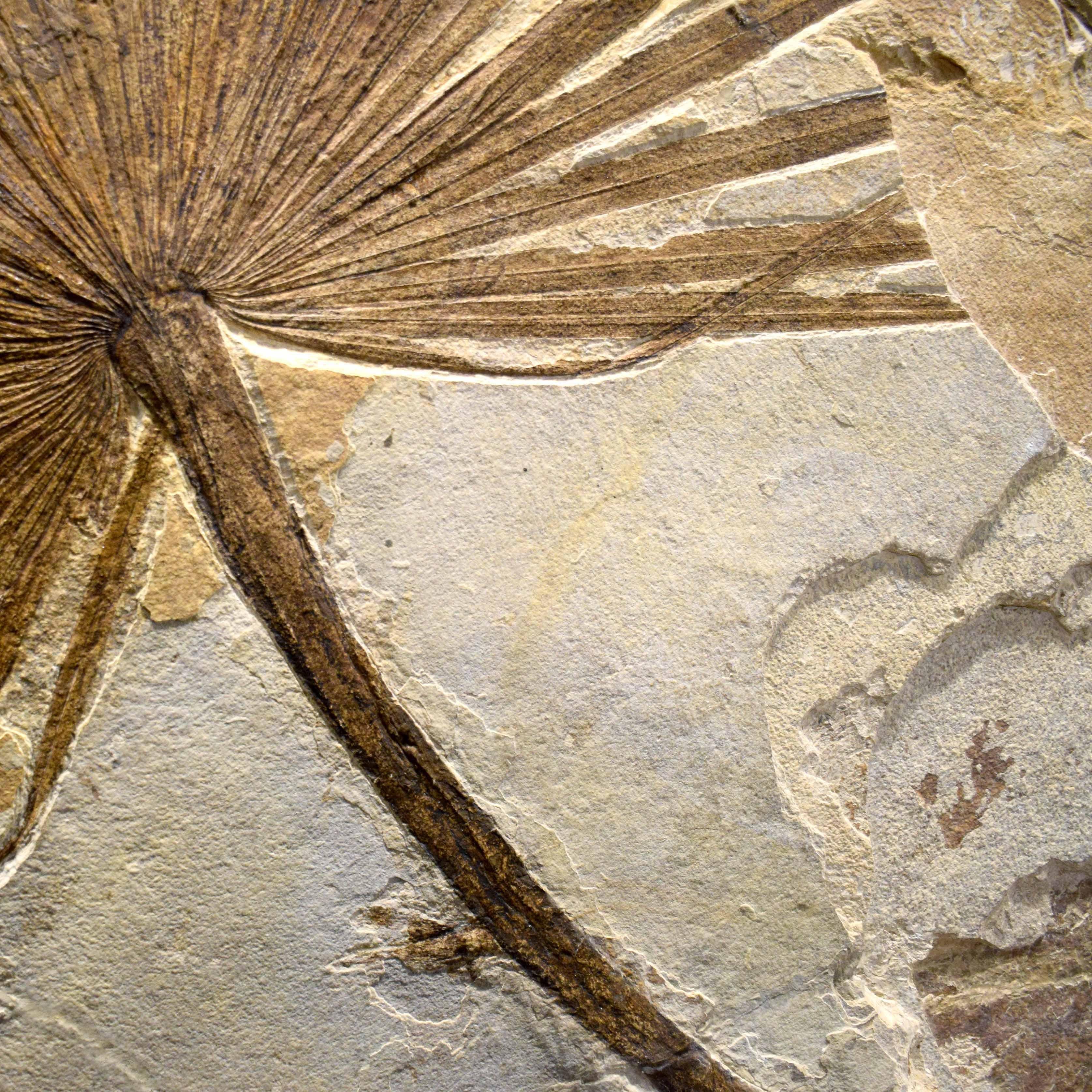 Contemporary 50 Million Year Old Fossil Palm Mural from the Green River Formation, Wyoming