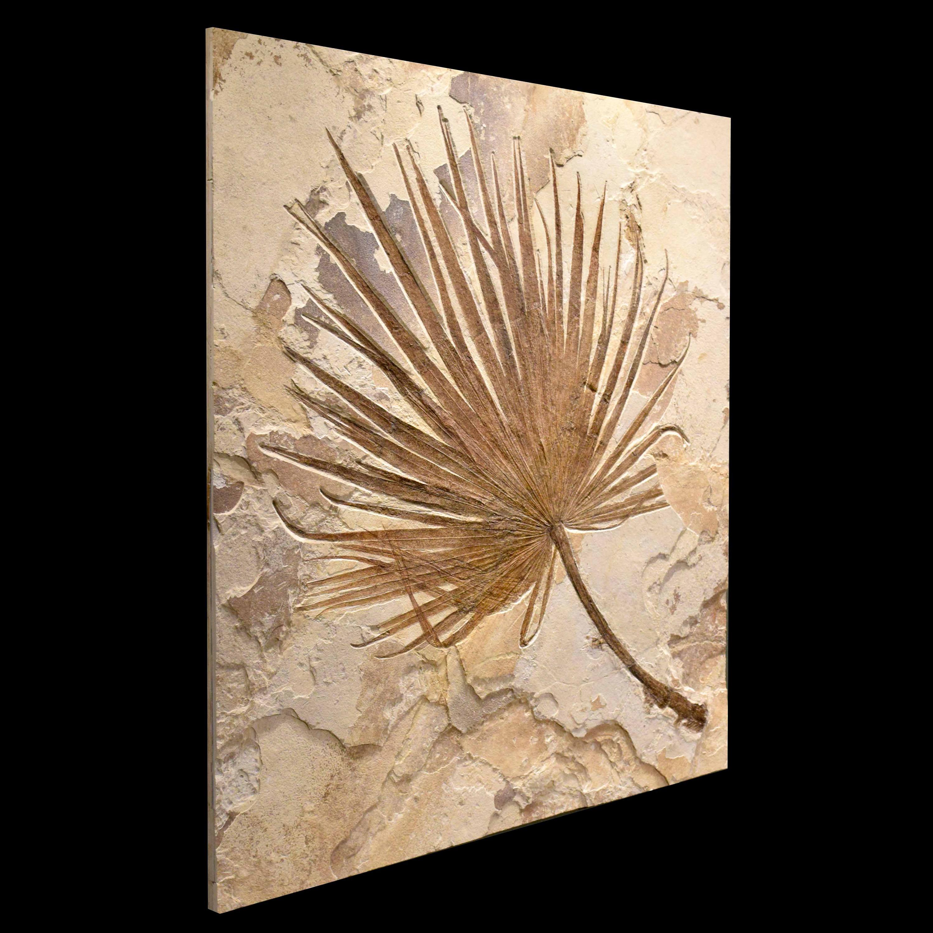 Organic Material 50 Million Year Old Fossil Palm Mural from the Green River Formation, Wyoming