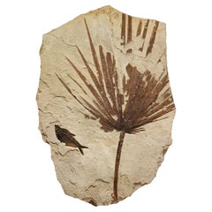 50 Million Year Old Fossil Palm Mural from the Green River Formation, Wyoming